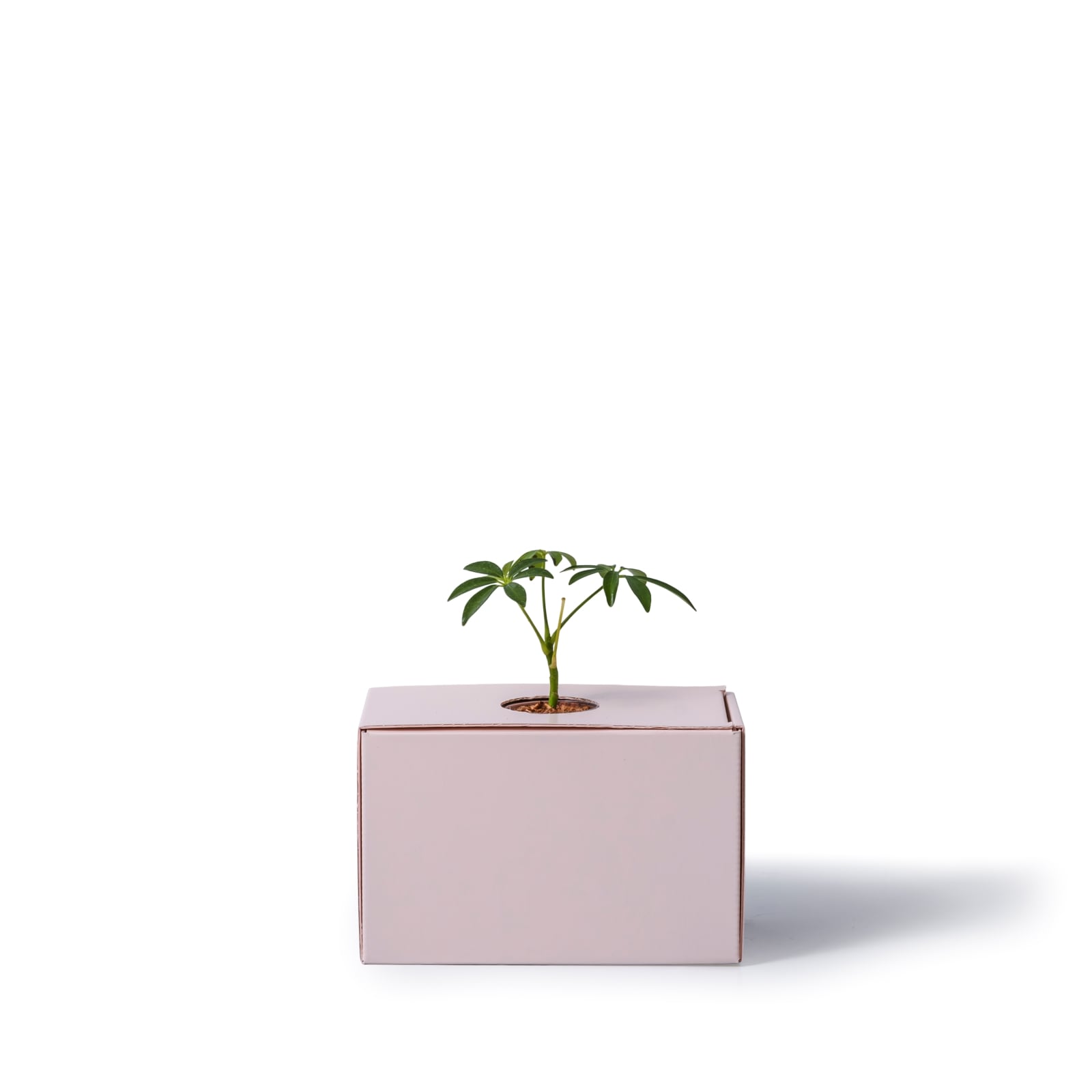 シェフレラ（カポック） / 土不使用の観葉植物 / GREEN CUBE [001017]