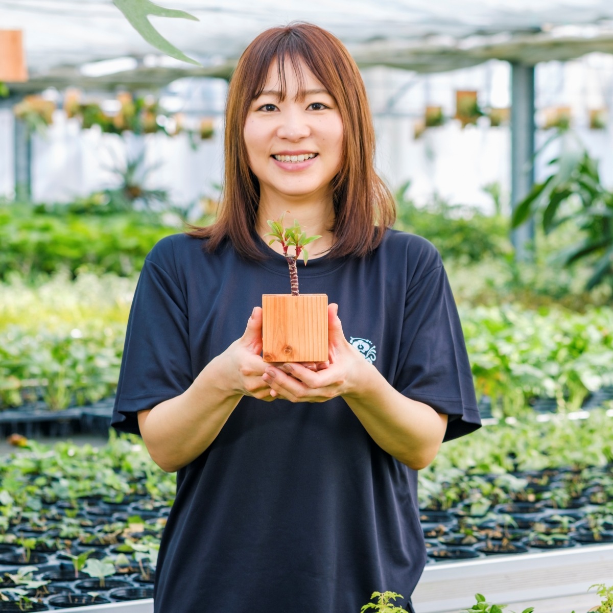コルジリネ・パープルコンパクタ / 土不使用の観葉植物 / Gallery SIGMA. 焼き菓子セット / GREEN CUBE SWEETS（グリーンキューブスイーツ） [002006]