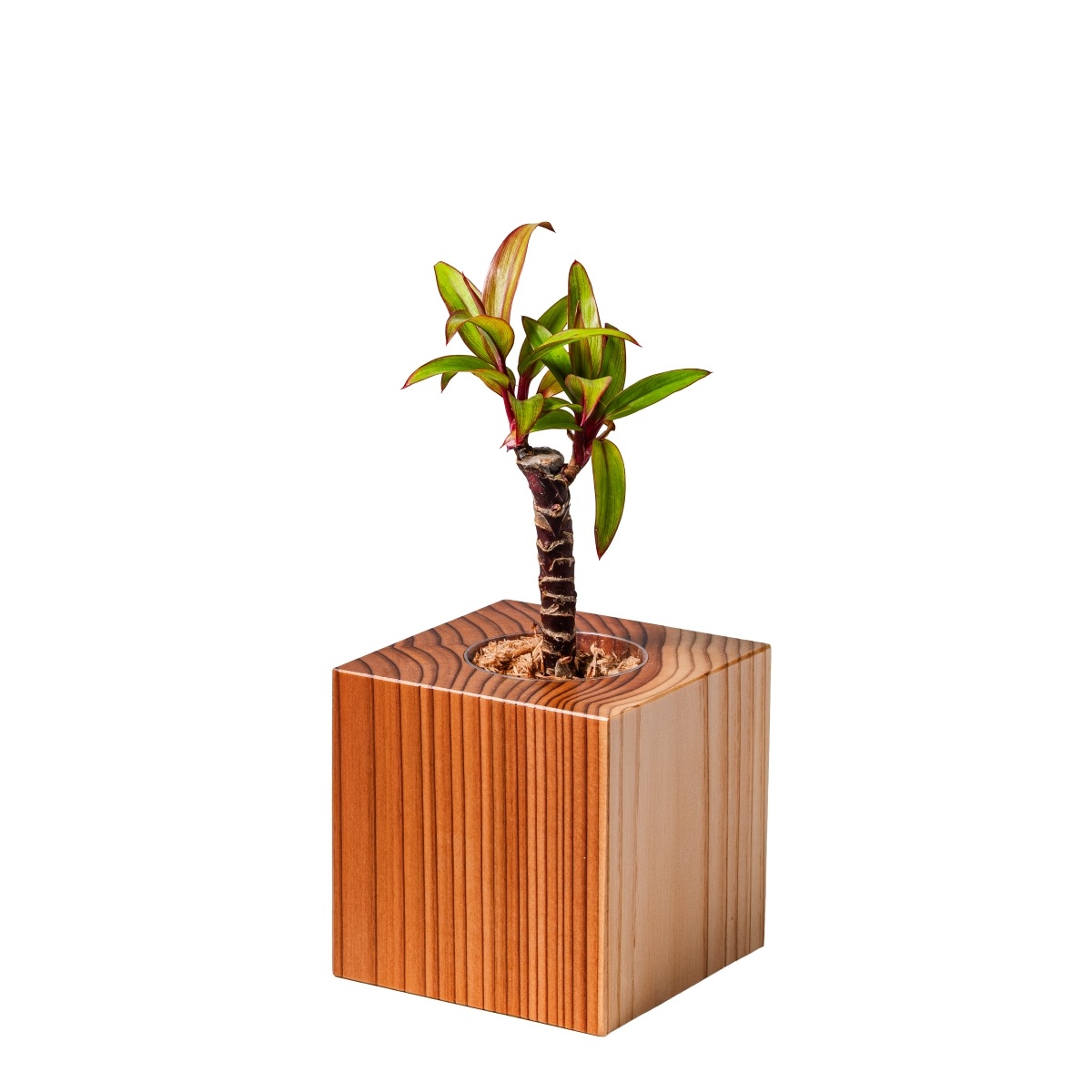 コルジリネ・パープルコンパクタ / 土不使用の観葉植物 / Gallery SIGMA. 焼き菓子セット / GREEN CUBE SWEETS（グリーンキューブスイーツ） [002006]