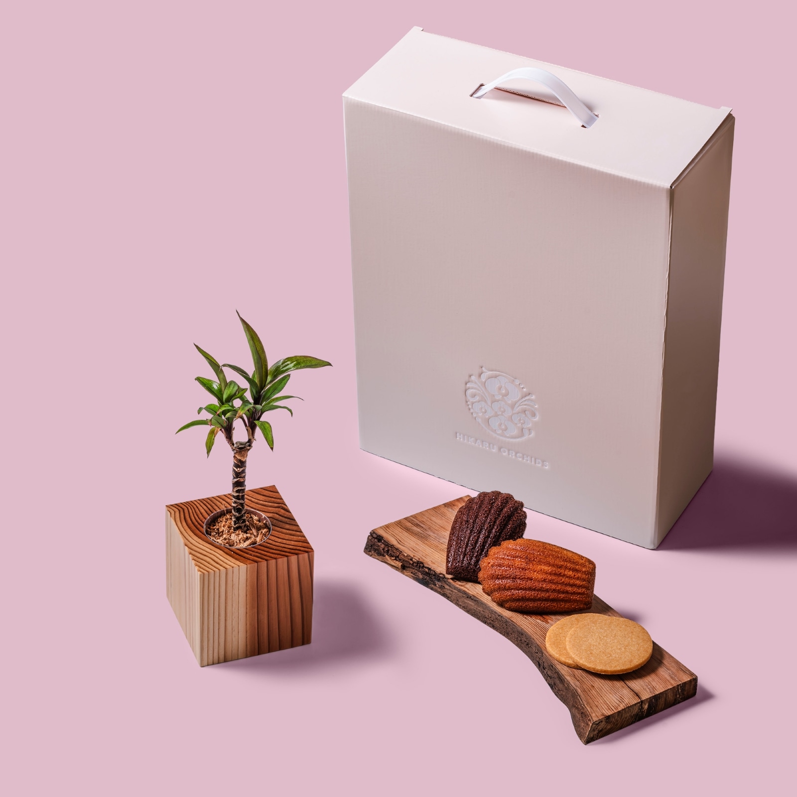 コルジリネ・パープルコンパクタ / 土不使用の観葉植物 / Gallery SIGMA. 焼き菓子セット / GREEN CUBE SWEETS（グリーンキューブスイーツ） [002006]