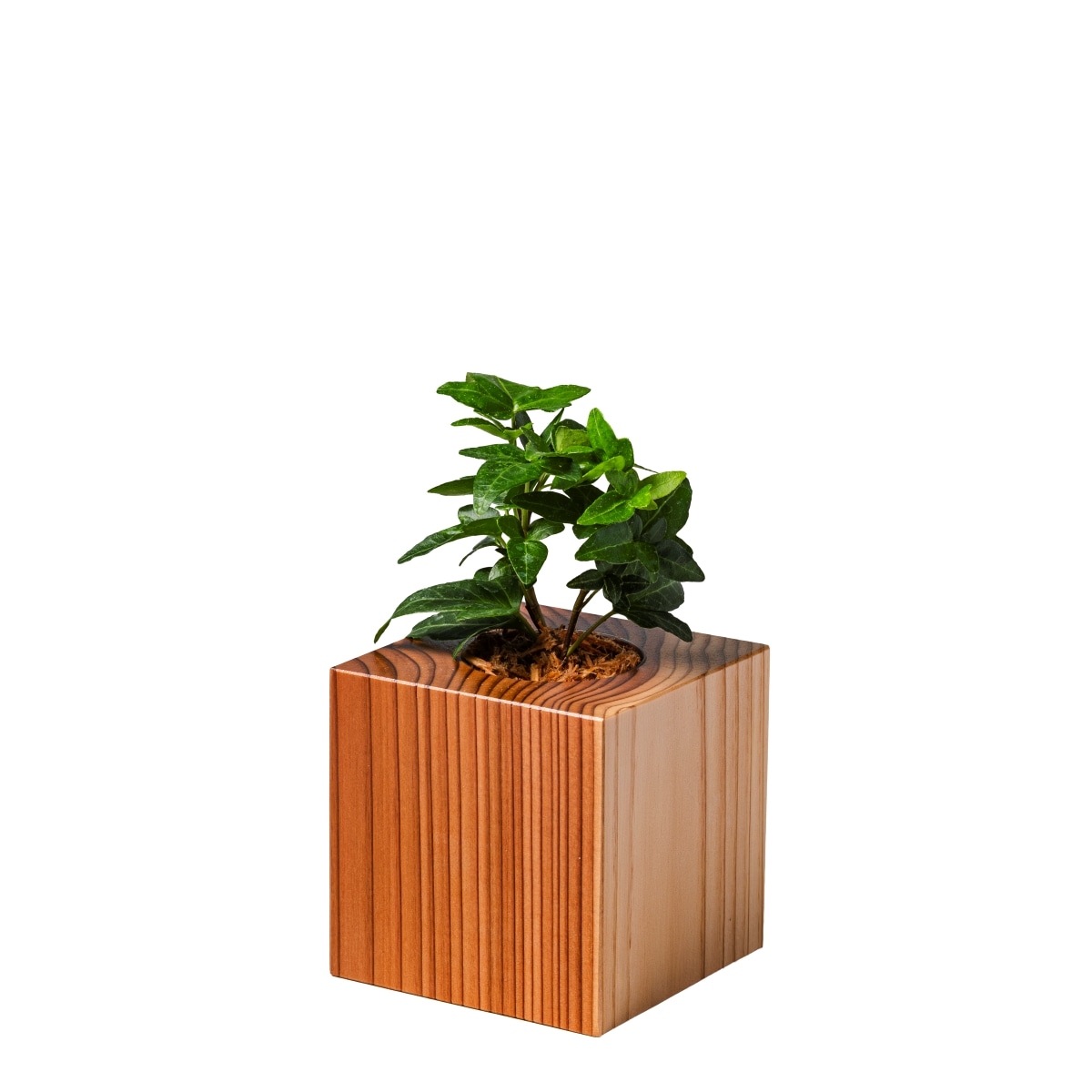 アイビー / 土不使用の観葉植物 / GREEN CUBE [001018]