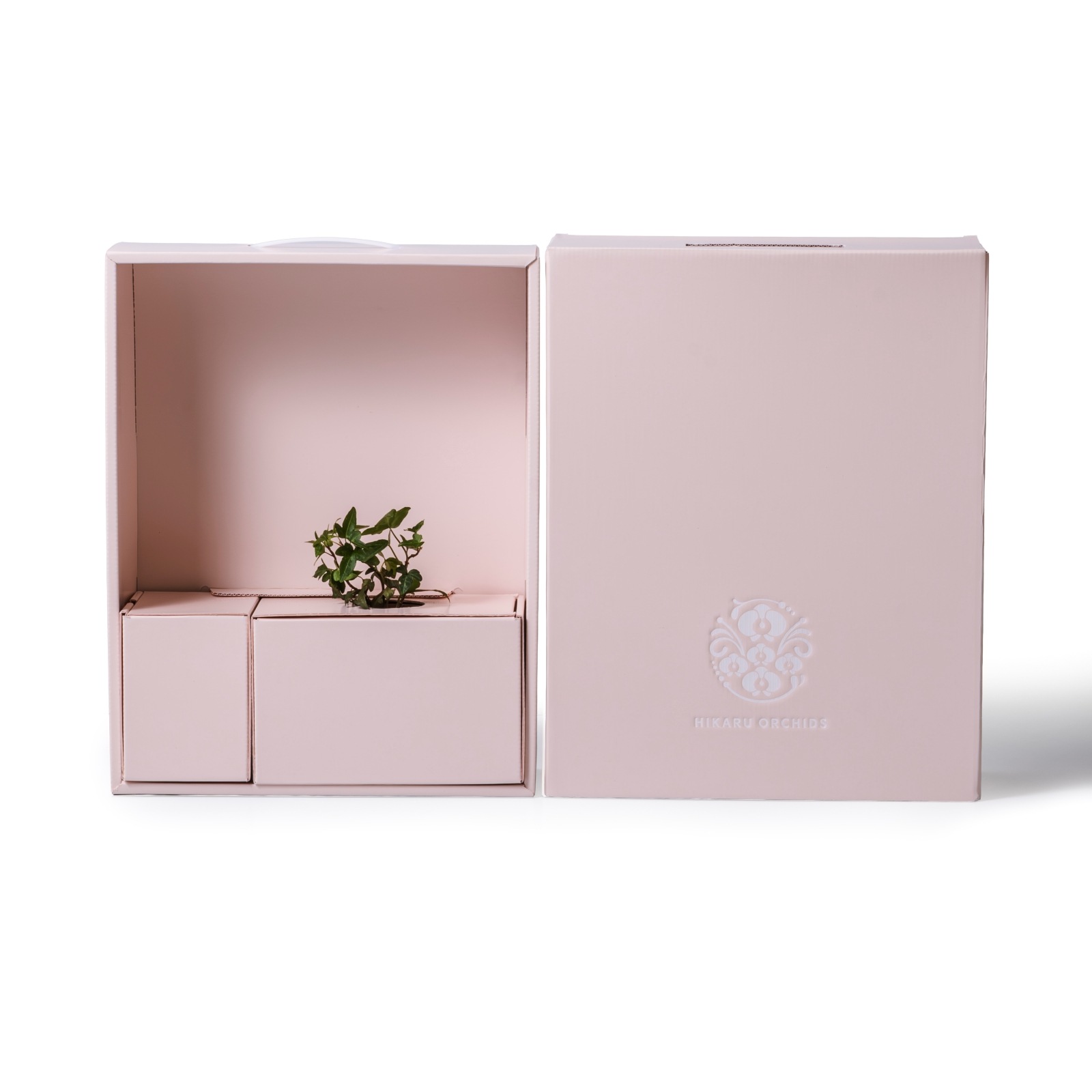 アイビー / 土不使用の観葉植物 / GREEN CUBE [001018]