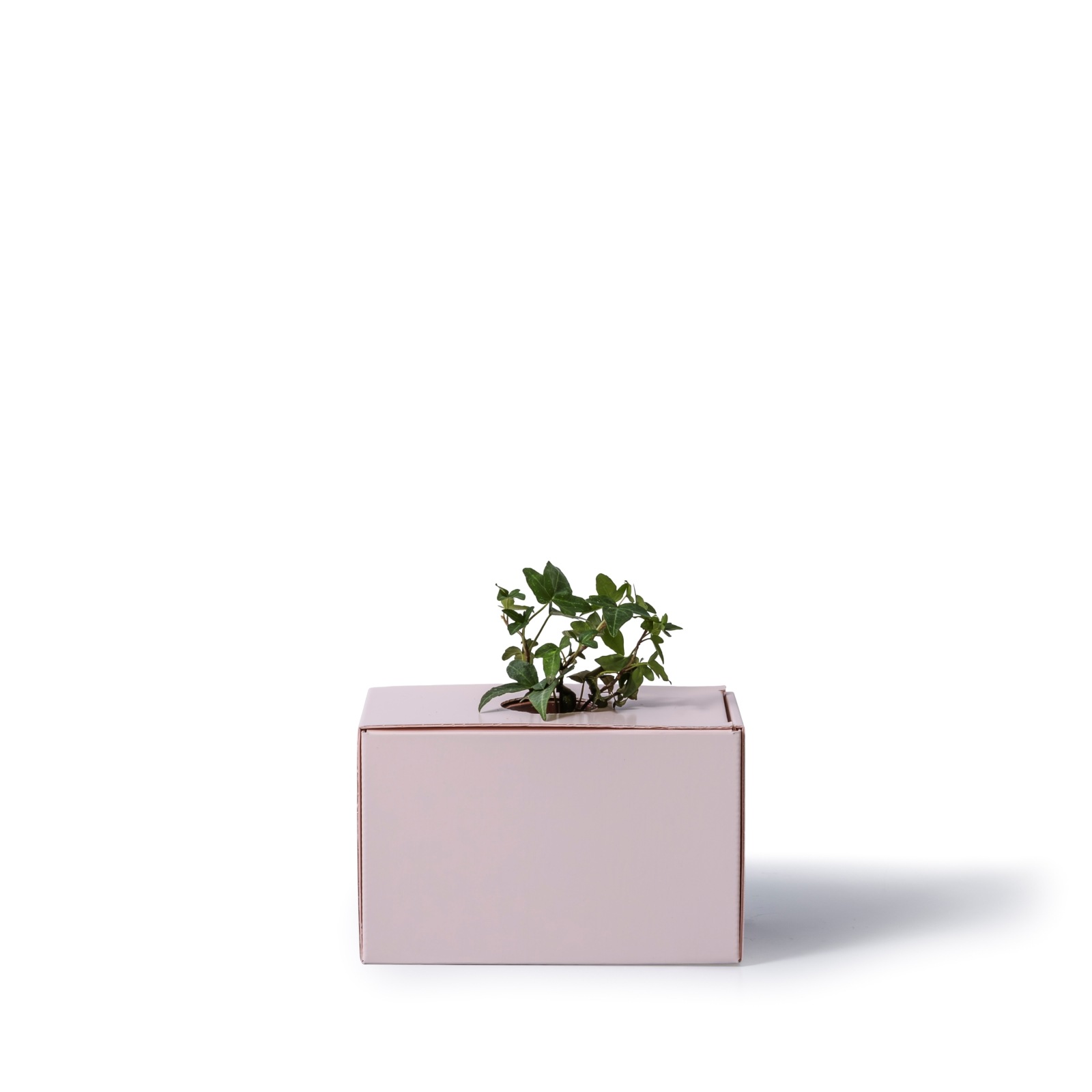 アイビー / 土不使用の観葉植物 / GREEN CUBE [001018]