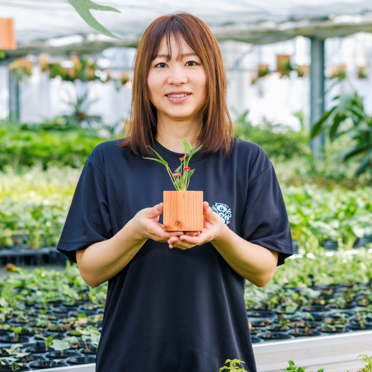 アンスリウム / 土不使用の観葉植物 / GREEN CUBE（グリーンキューブ） [001007]
