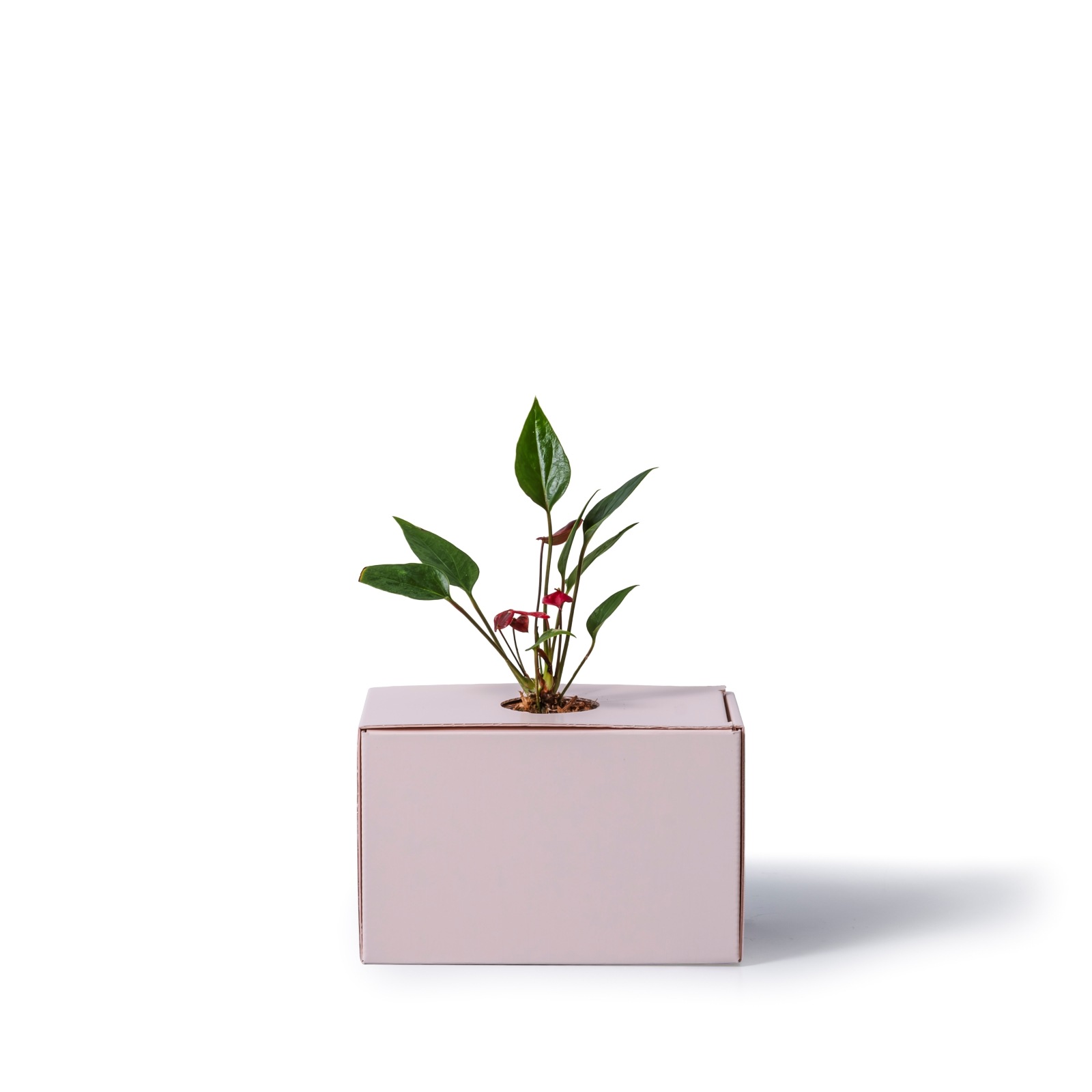 アンスリウム / 土不使用の観葉植物 / GREEN CUBE（グリーンキューブ） [001007]