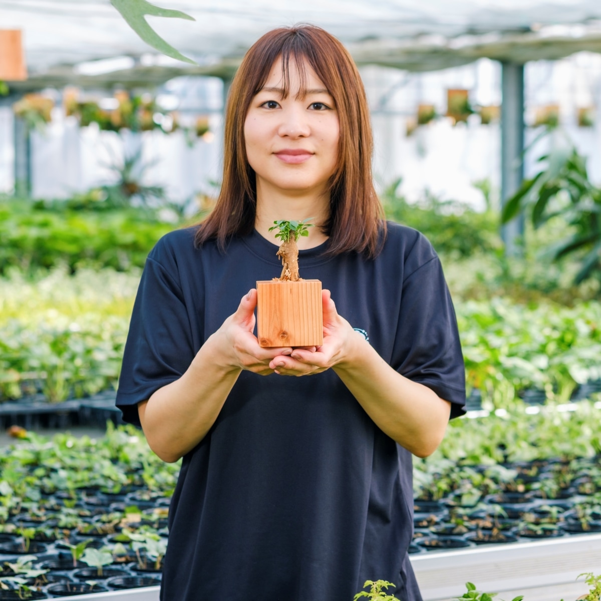 ガジュマル / 土不使用の観葉植物 / GREEN CUBE [001019]