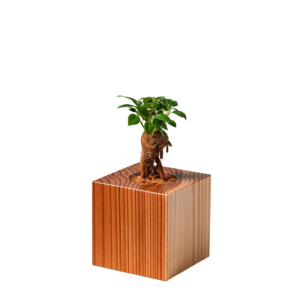 ガジュマル / 土不使用の観葉植物 / GREEN CUBE [001019]