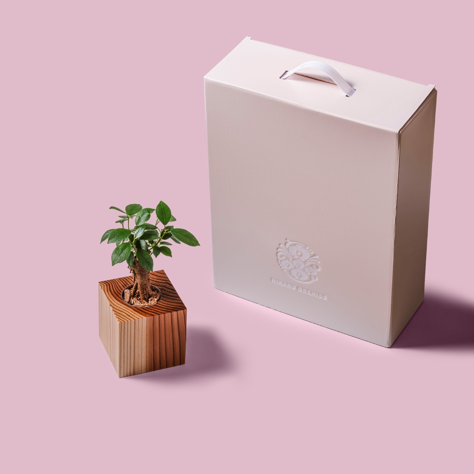 ガジュマル / 土不使用の観葉植物 / GREEN CUBE [001019]