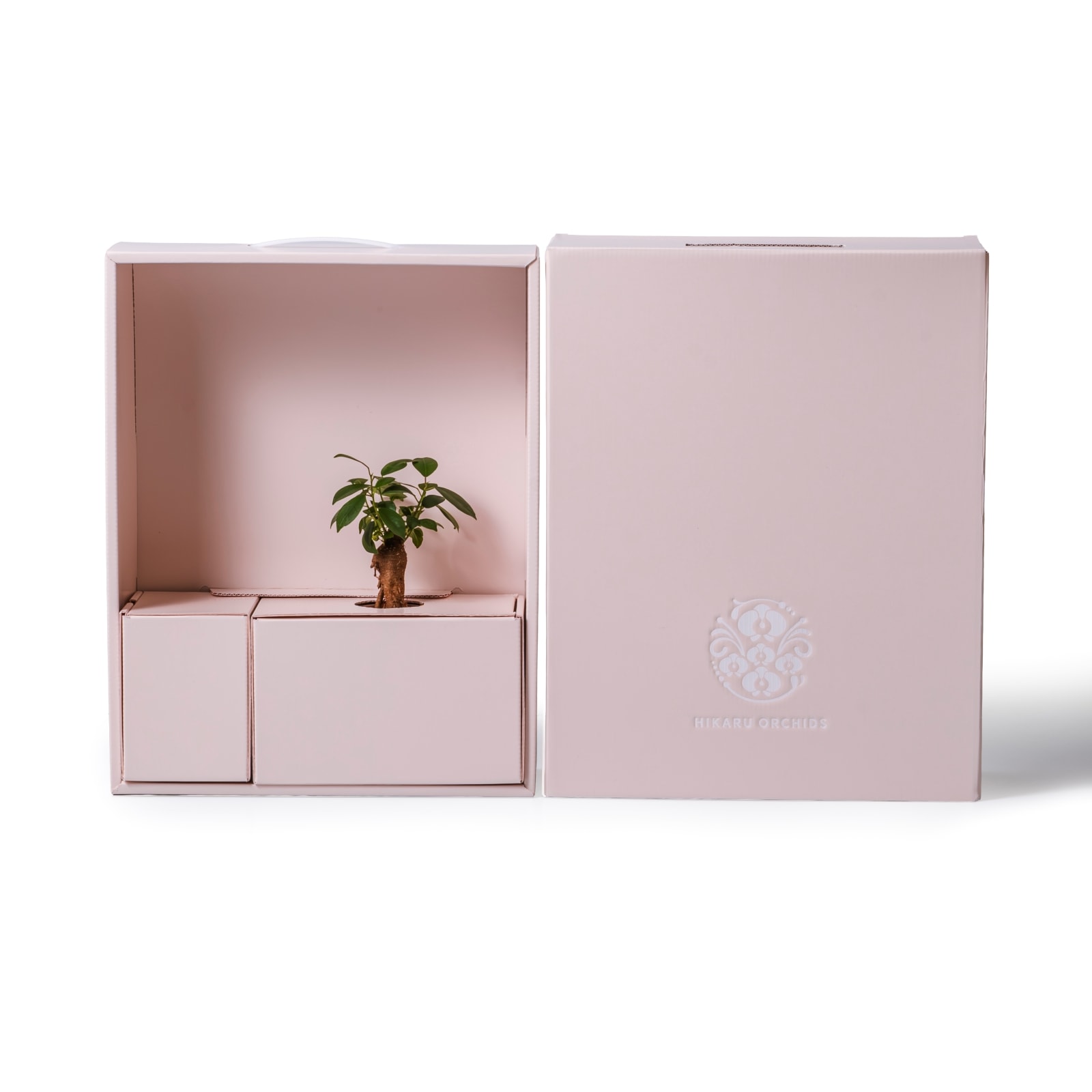 ガジュマル / 土不使用の観葉植物 / GREEN CUBE [001019]