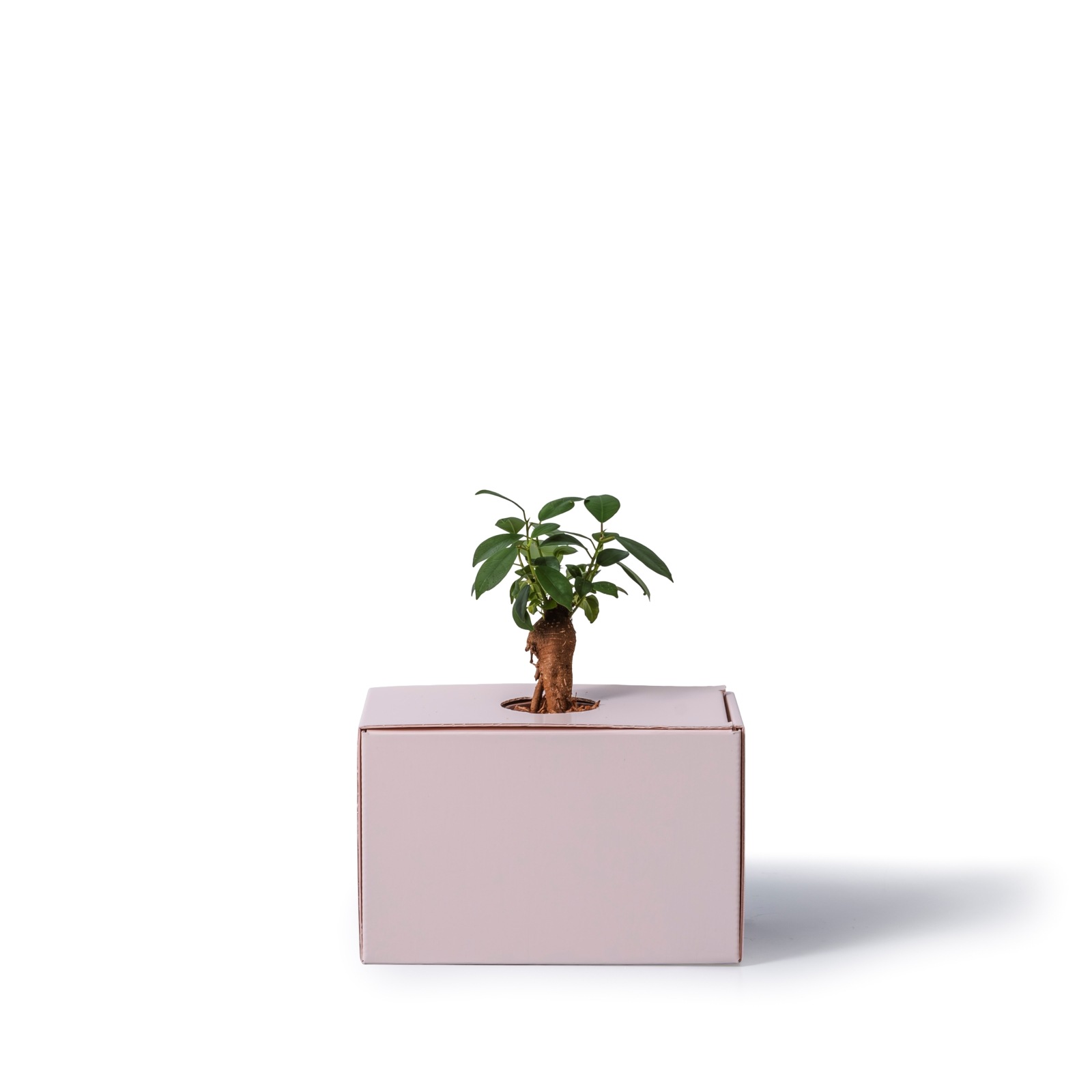 ガジュマル / 土不使用の観葉植物 / GREEN CUBE [001019]
