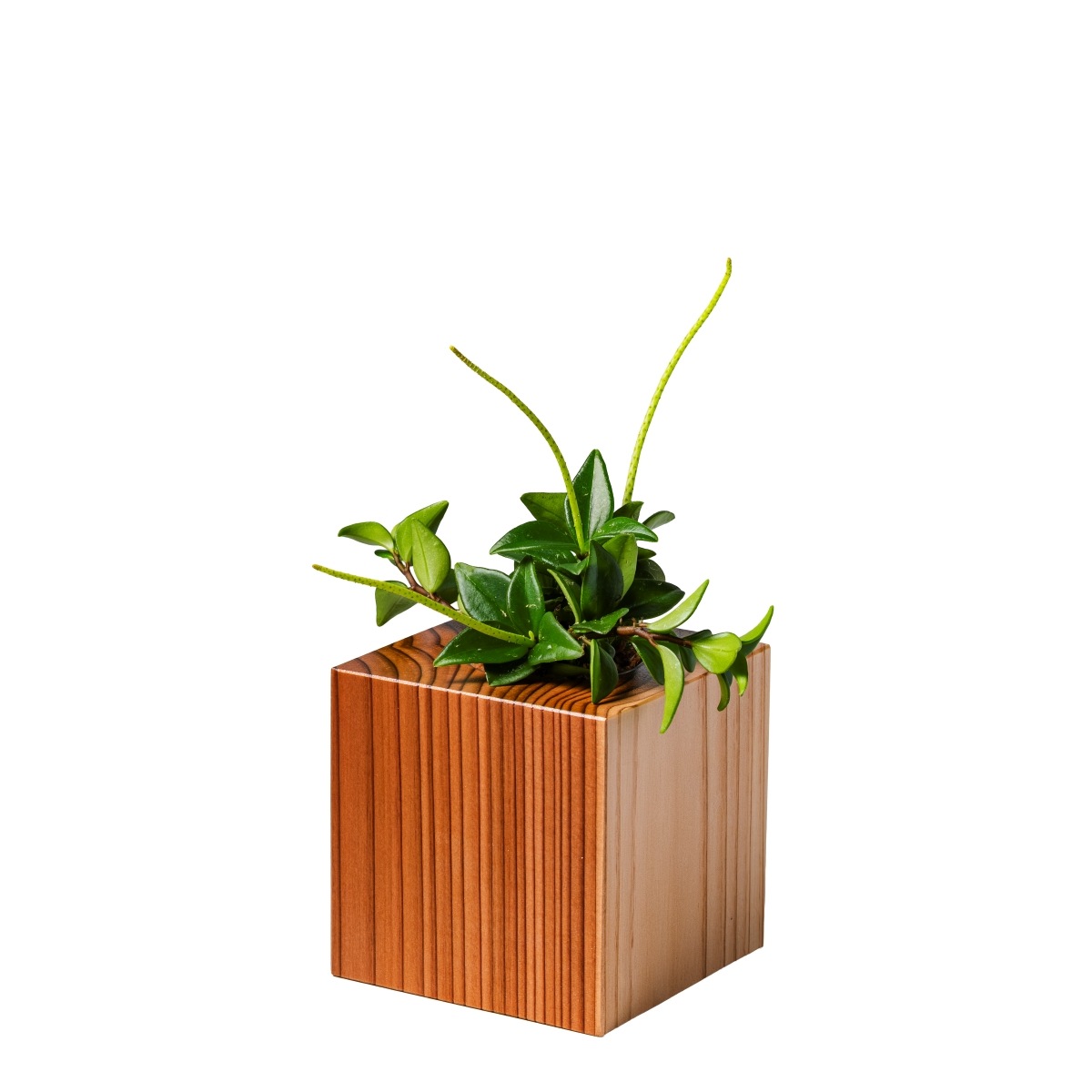 ペペロミア / 土不使用の観葉植物 / GREEN CUBE [001020]