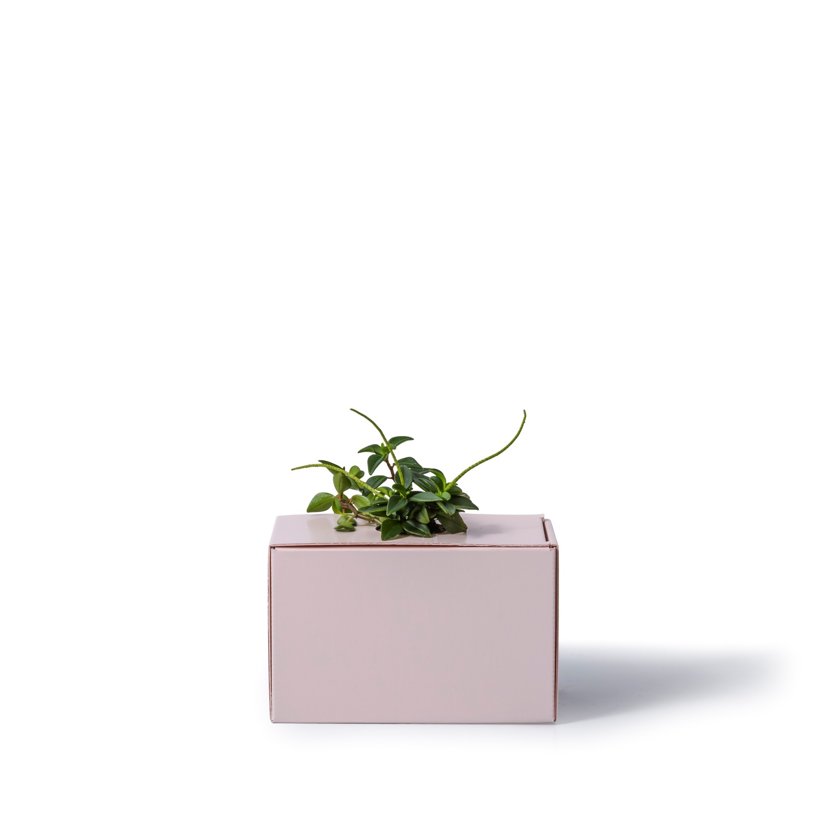 ペペロミア / 土不使用の観葉植物 / GREEN CUBE [001020]