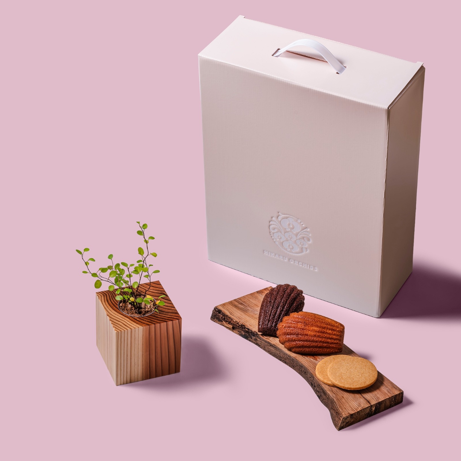 ワイヤープランツ / 土不使用の観葉植物 / Gallery SIGMA. 焼き菓子セット / GREEN CUBE SWEETS（グリーンキューブスイーツ） [002009]