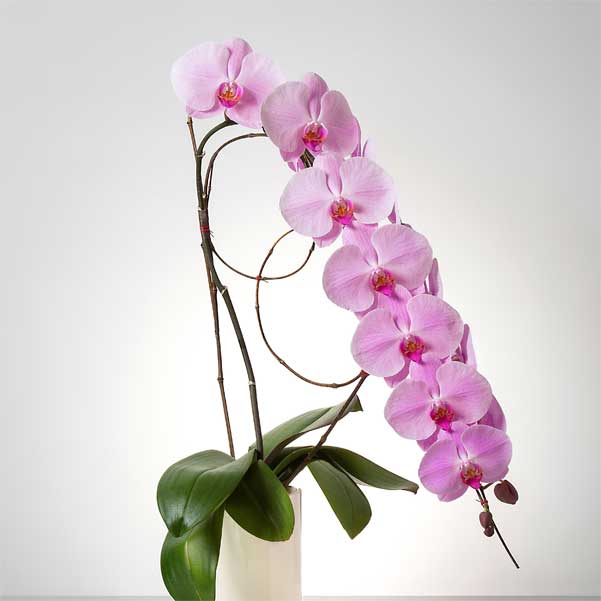 入れ替え花 ピンク胡蝶蘭 / 紀州漆丸形花器用 [000218] 