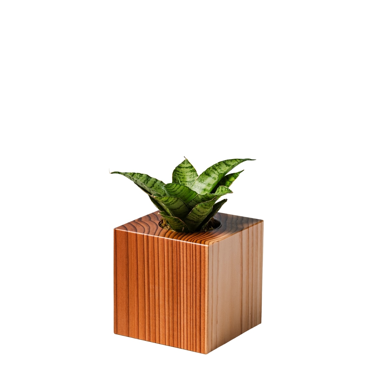 サンスベリア・ハニー / 土不使用の観葉植物 / GREEN CUBE [001021]