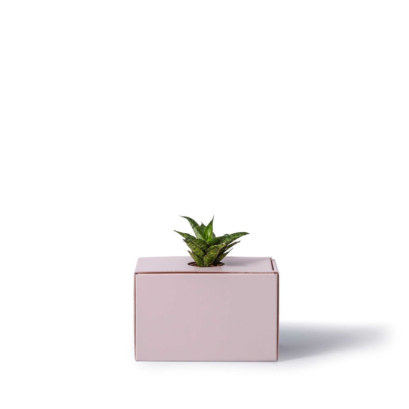 サンスベリア・ハニー / 土不使用の観葉植物 / GREEN CUBE [001021]