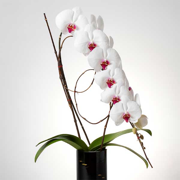 入れ替え花 赤リップ胡蝶蘭 / 紀州丸形花器用 [000218]