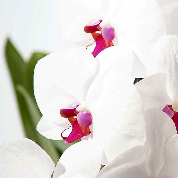 入れ替え花 赤リップ胡蝶蘭 / 紀州丸形花器用 [000218]