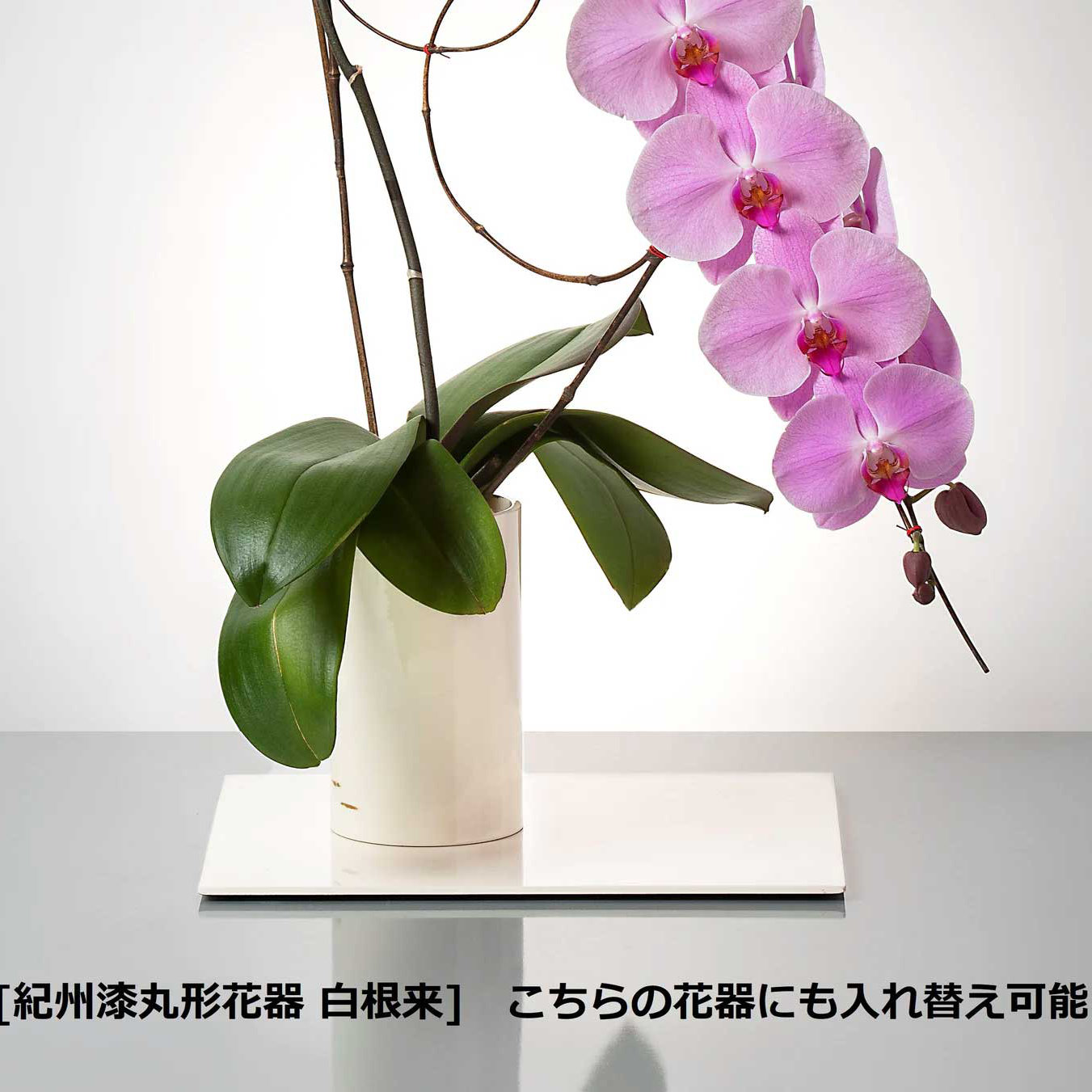 入れ替え花 赤リップ胡蝶蘭 / 紀州丸形花器用 [000218]