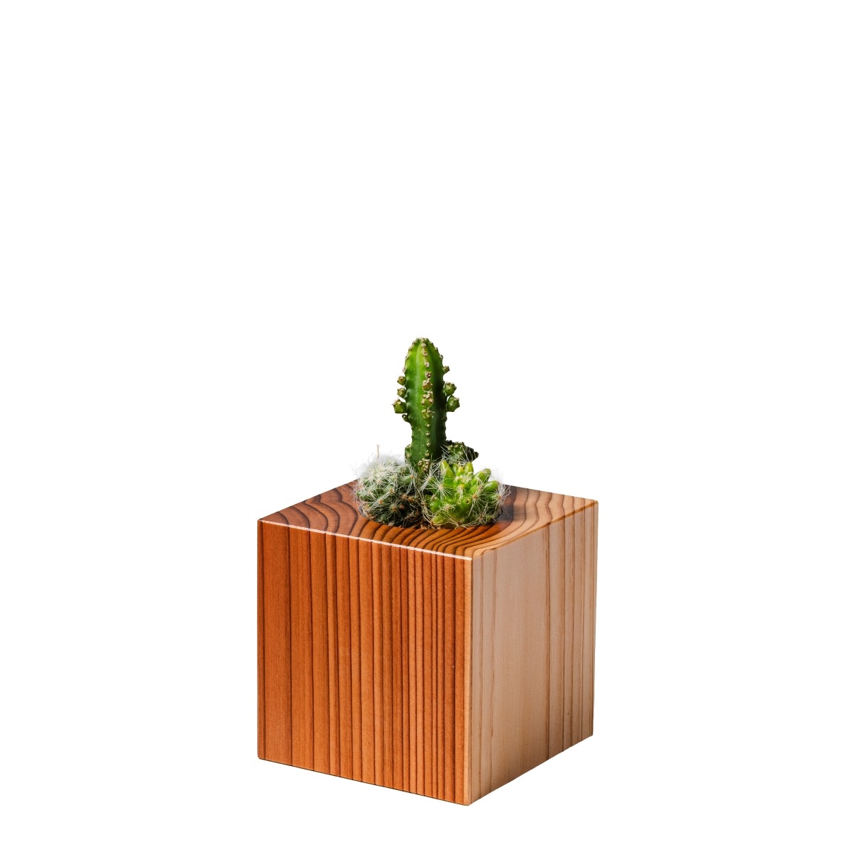 サボテン セレウス・マミラリア・エキノプシス / 土不使用の観葉植物 / GREEN CUBE [001022]