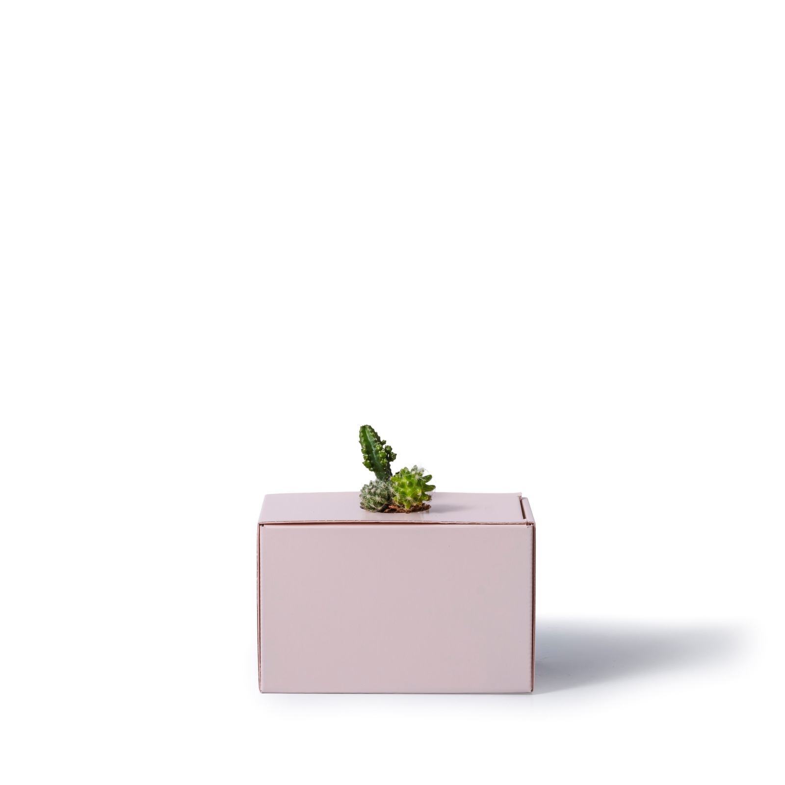サボテン セレウス・マミラリア・エキノプシス / 土不使用の観葉植物 / GREEN CUBE [001022]