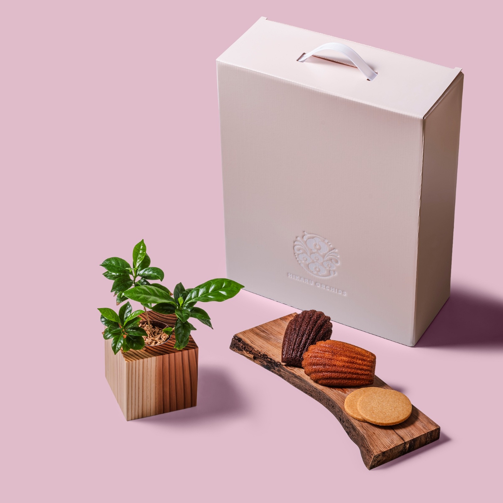 コーヒー / 土不使用の観葉植物 / Gallery SIGMA. 焼き菓子セット / GREEN CUBE SWEETS（グリーンキューブスイーツ） [002012]