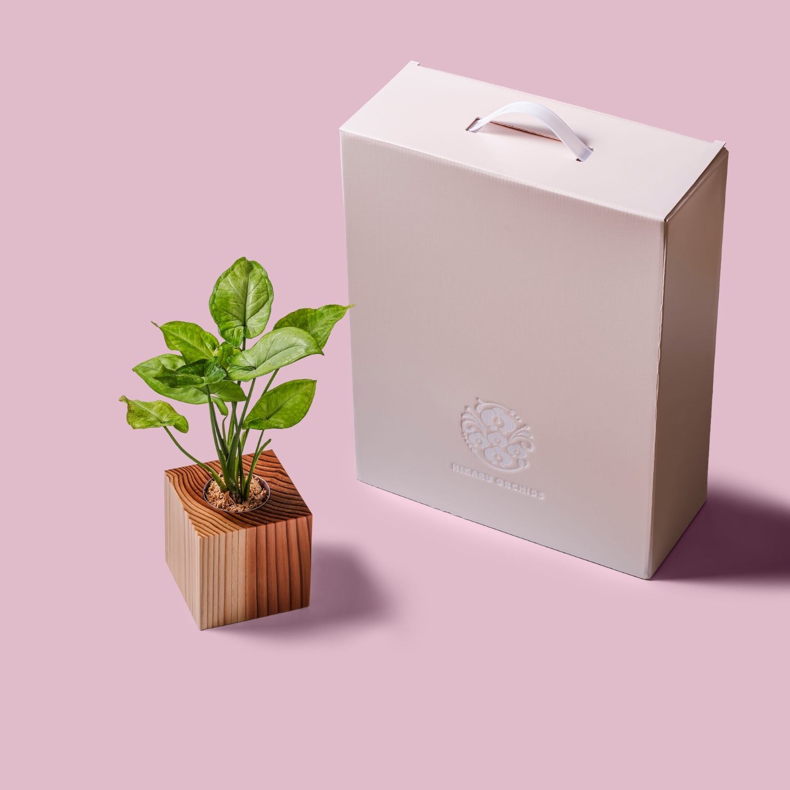 シンゴ二ウム / 土不使用の観葉植物 / GREEN CUBE [001023]