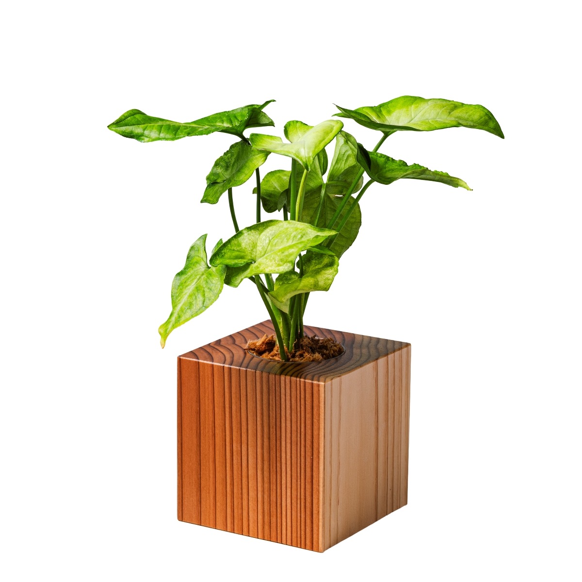 シンゴ二ウム / 土不使用の観葉植物 / GREEN CUBE [001023]