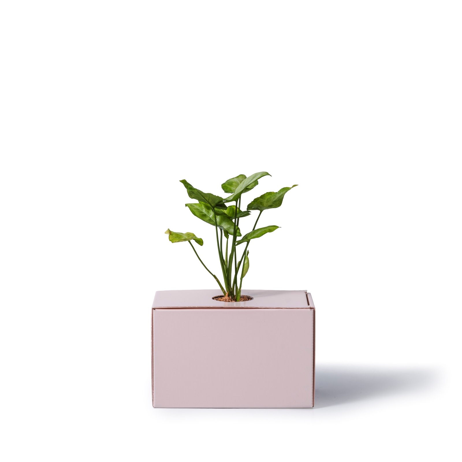 シンゴ二ウム / 土不使用の観葉植物 / GREEN CUBE [001023]
