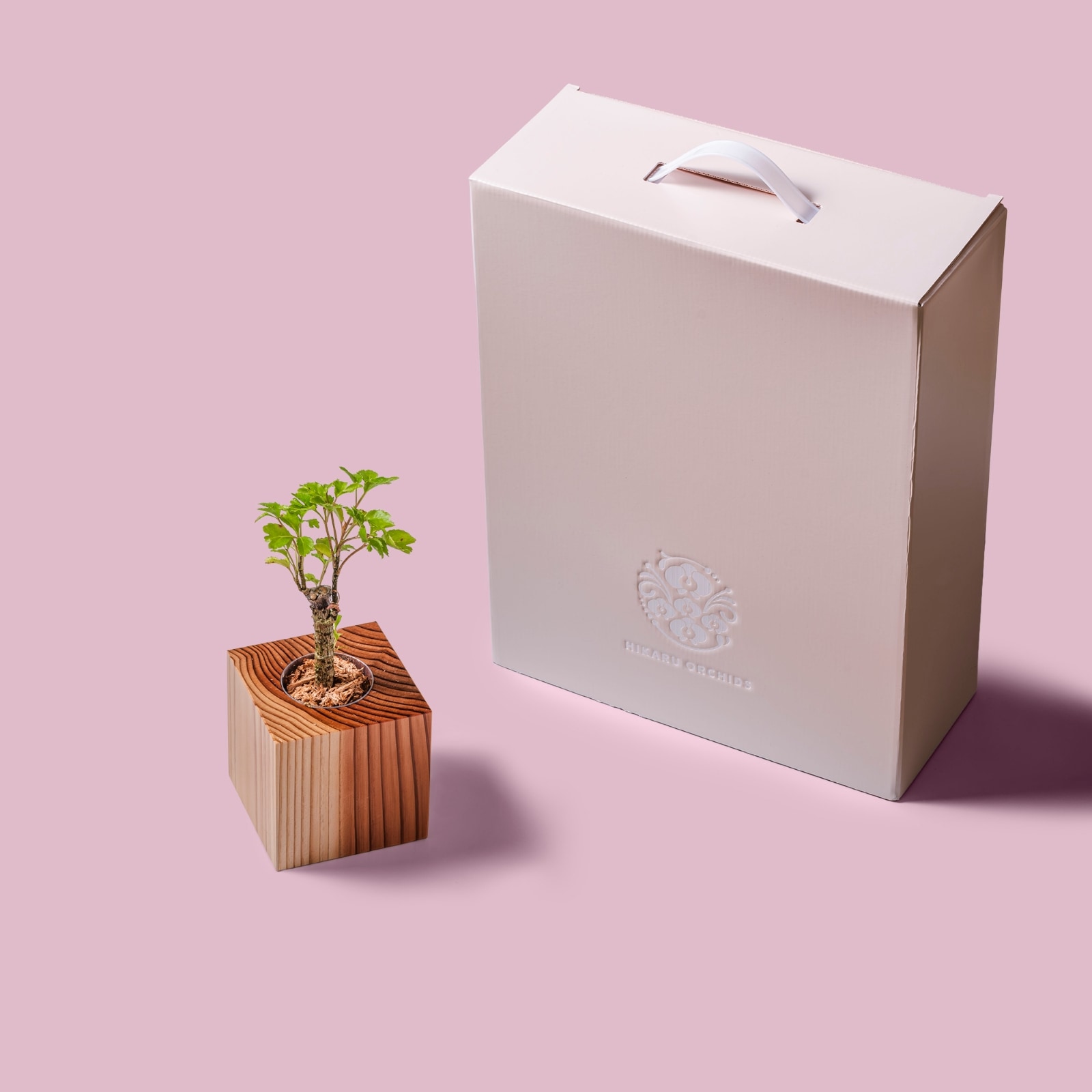 ポリシャス・バタフライ / 土不使用の観葉植物 / GREEN CUBE [001024]