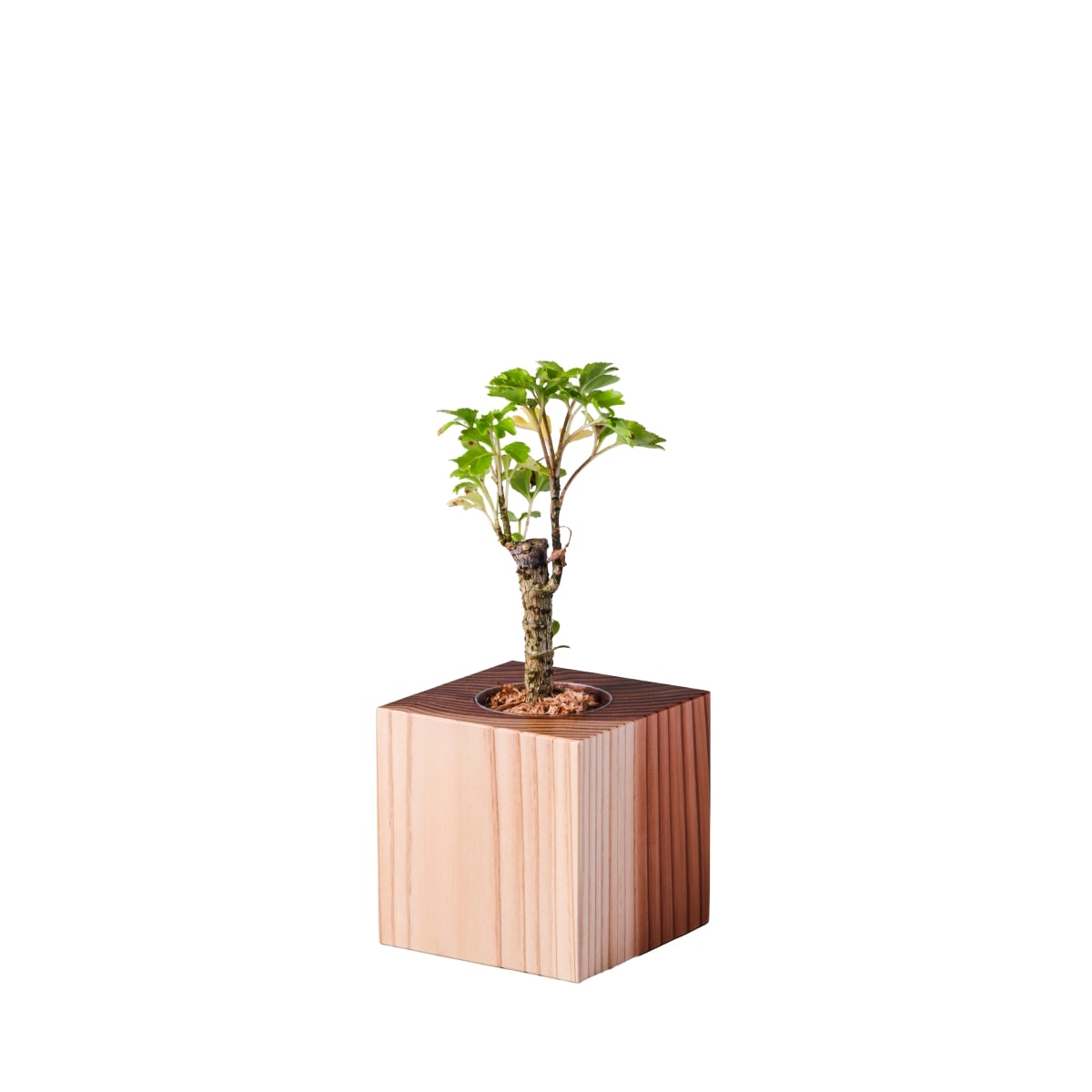 ポリシャス・バタフライ / 土不使用の観葉植物 / GREEN CUBE [001024]
