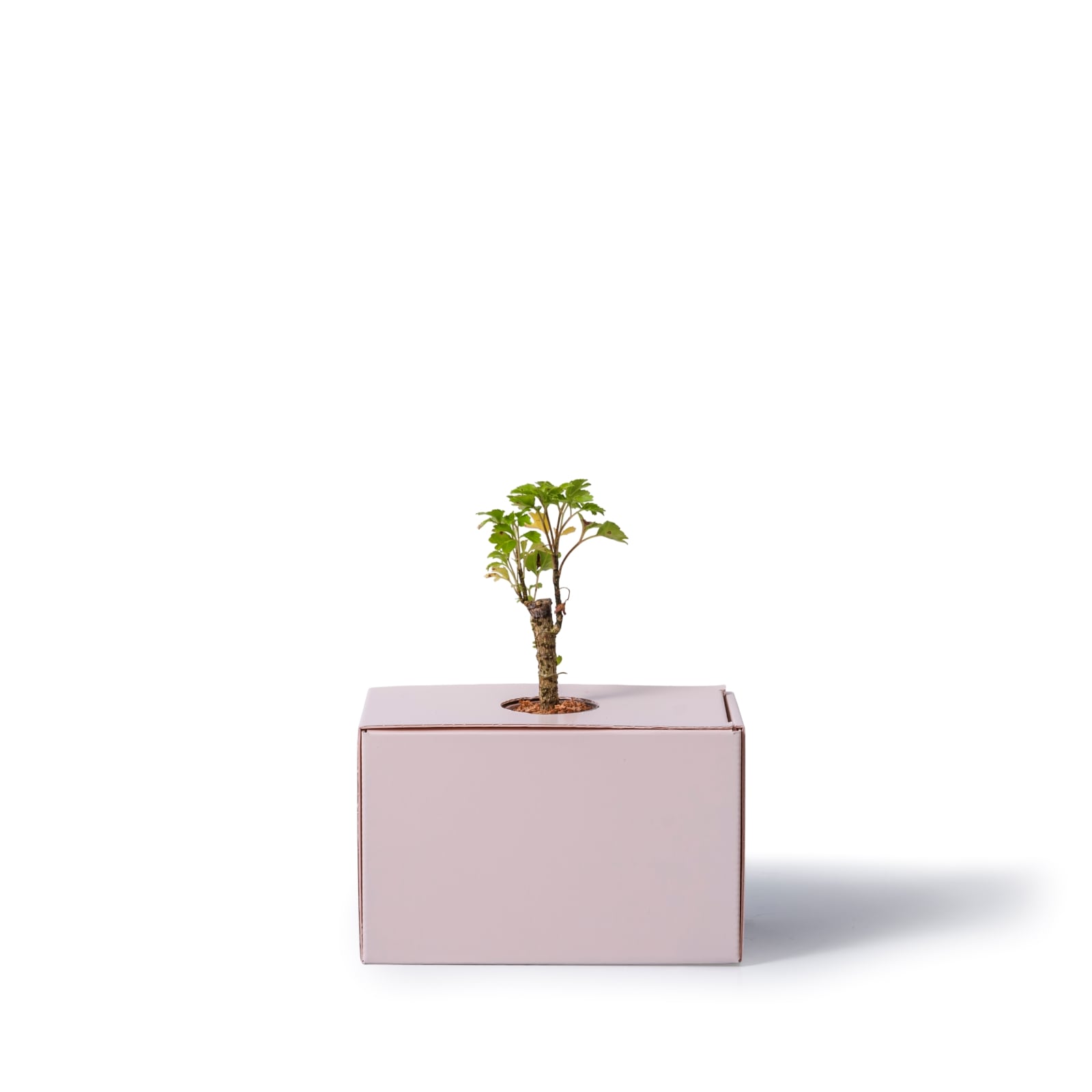 ポリシャス・バタフライ / 土不使用の観葉植物 / GREEN CUBE [001024]