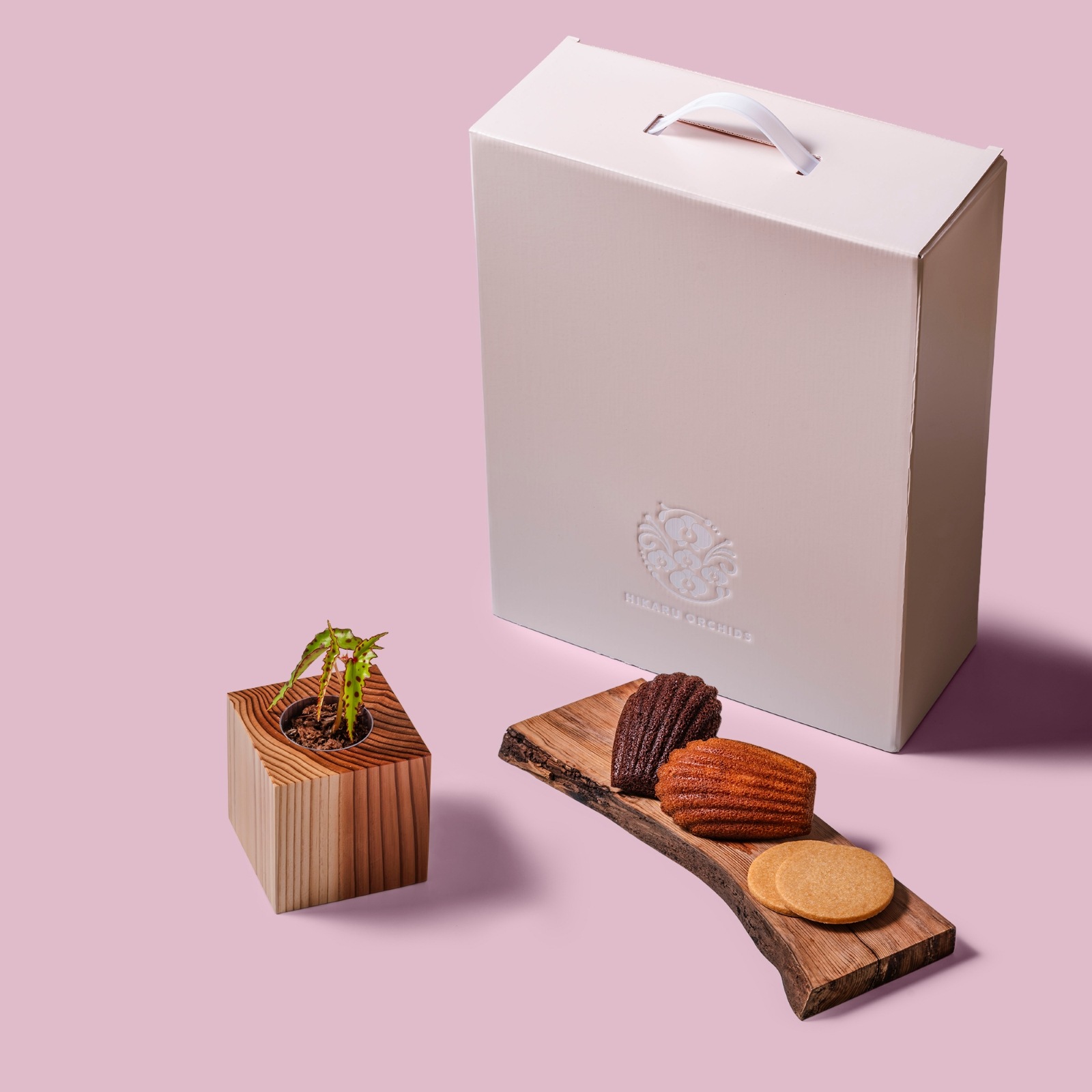 ベゴニア・アンフィオクサス / 土不使用の観葉植物 / Gallery SIGMA. 焼き菓子セット / GREEN CUBE SWEETS（グリーンキューブスイーツ） [002015]
