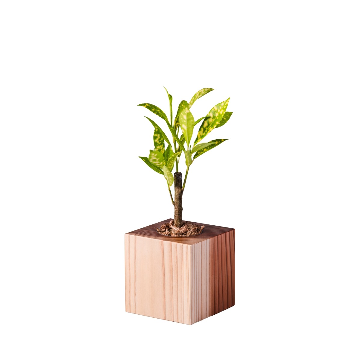 クロトン・アキュビフォリア / 土不使用の観葉植物 / GREEN CUBE [001025]