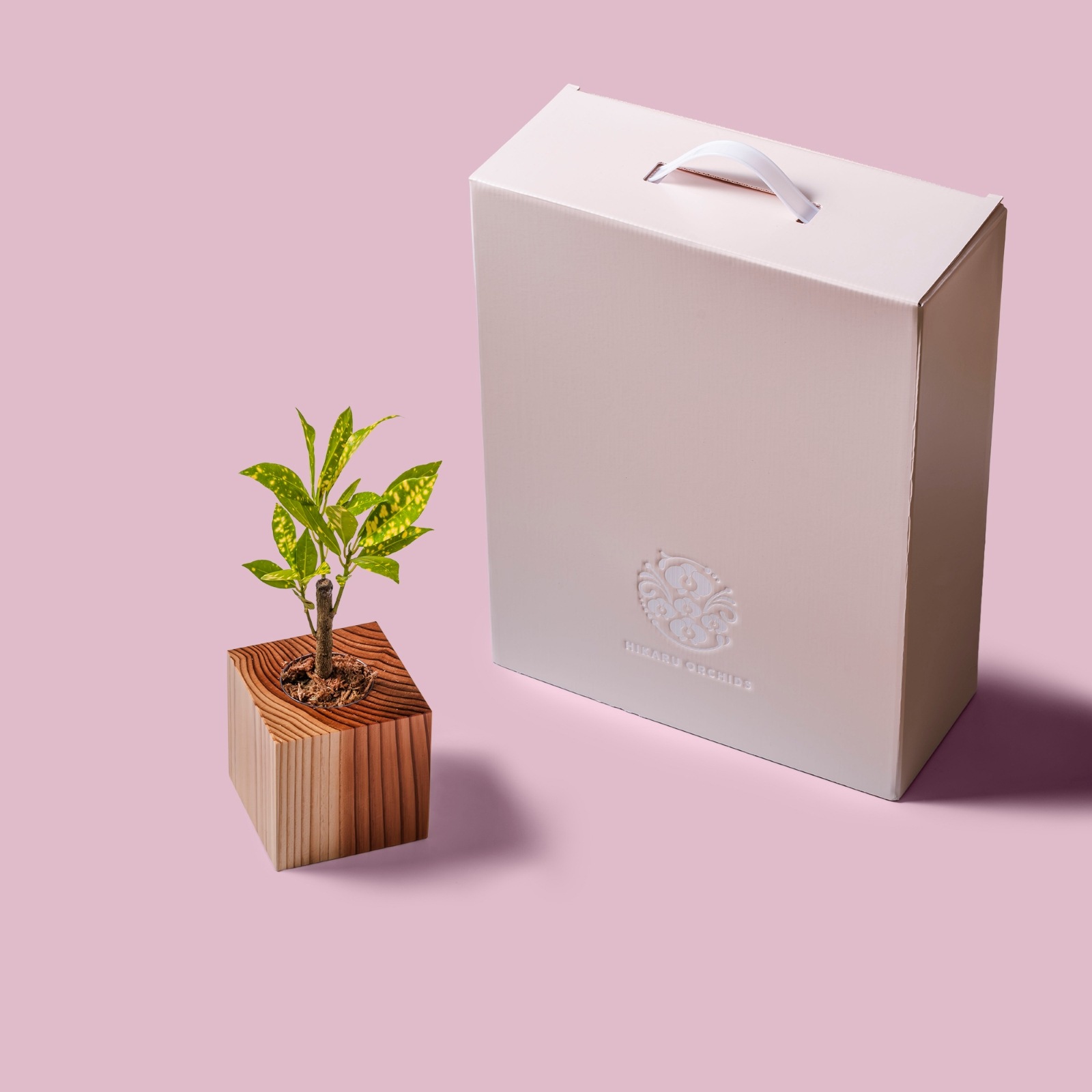 クロトン・アキュビフォリア / 土不使用の観葉植物 / GREEN CUBE [001025]