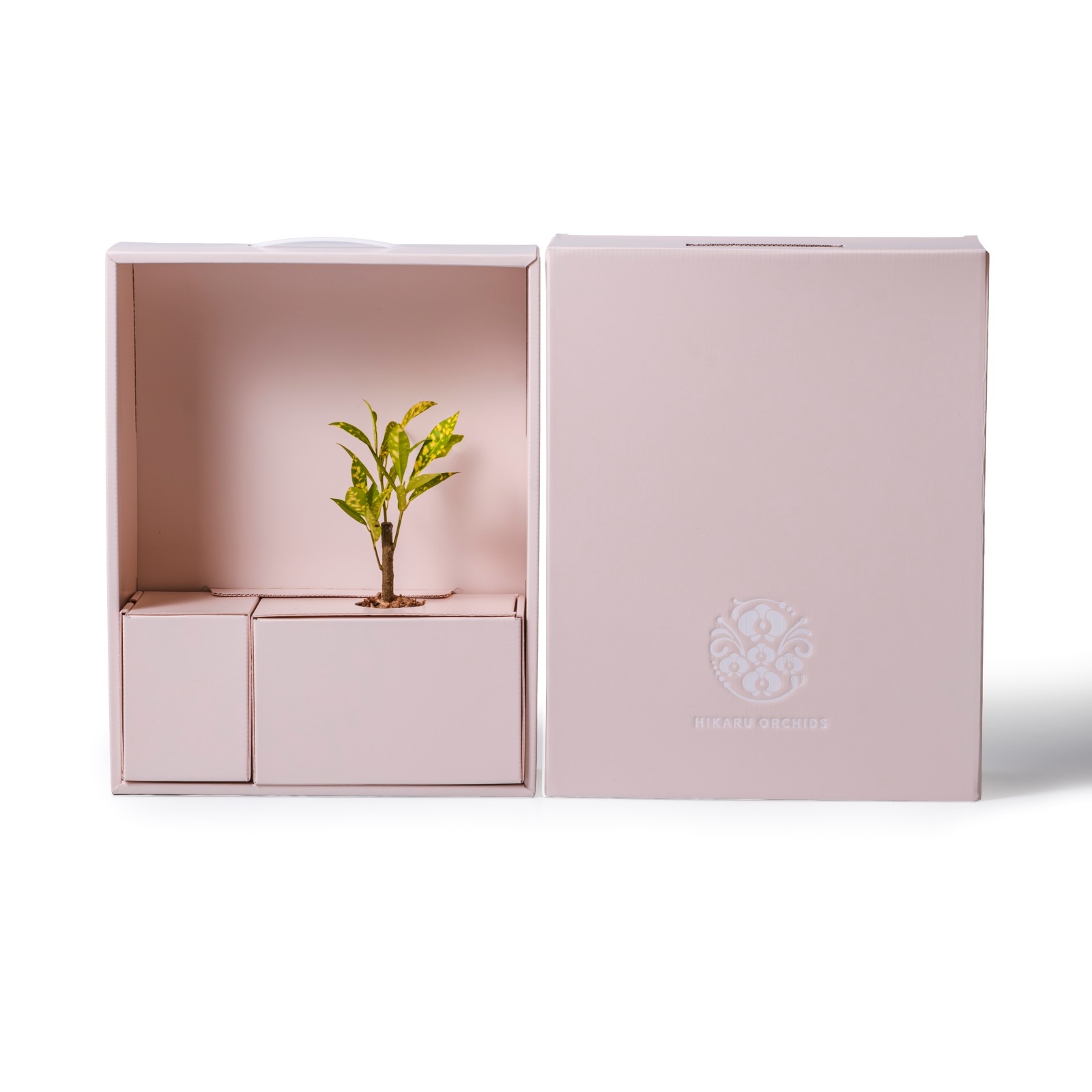クロトン・アキュビフォリア / 土不使用の観葉植物 / GREEN CUBE [001025]