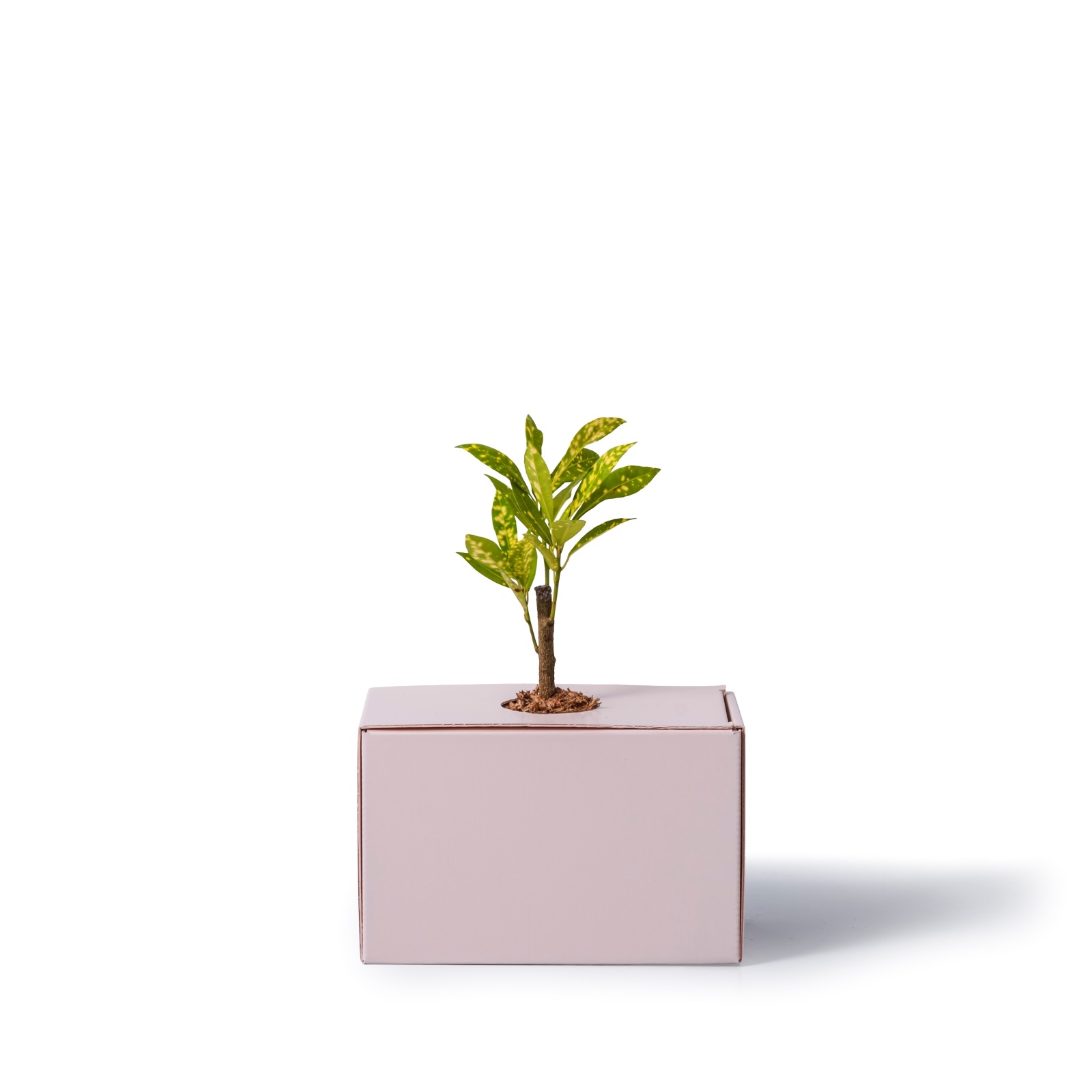 クロトン・アキュビフォリア / 土不使用の観葉植物 / GREEN CUBE [001025]