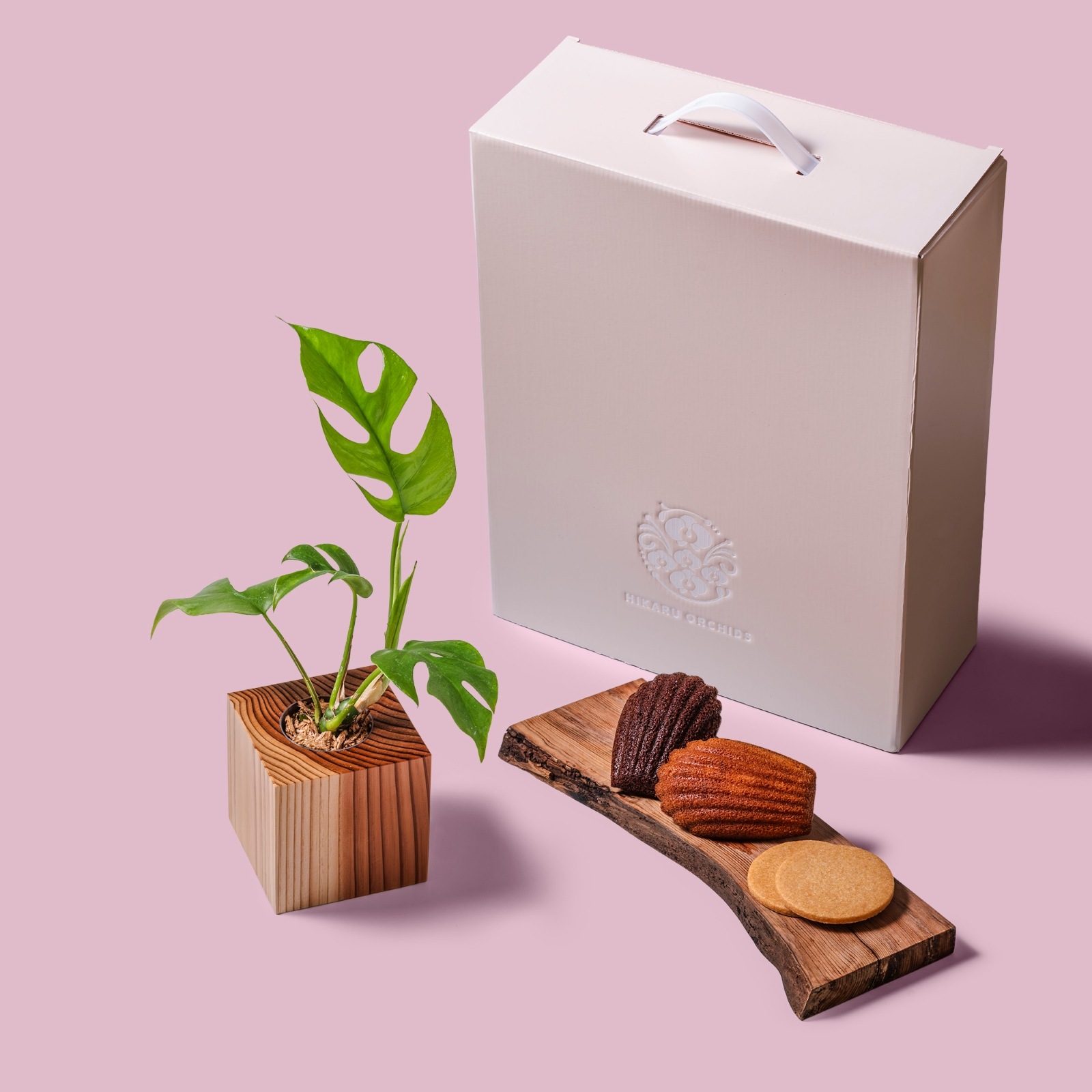 ヒメモンステラ / 土不使用の観葉植物 / Gallery SIGMA. 焼き菓子セット / GREEN CUBE SWEETS（グリーンキューブスイーツ） [002016]