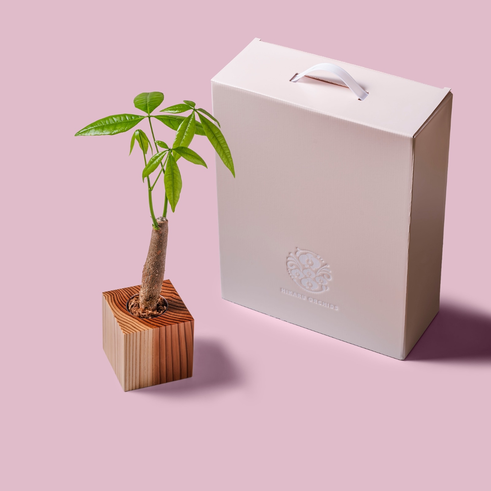 パキラ / 土不使用の観葉植物 / GREEN CUBE [001026]