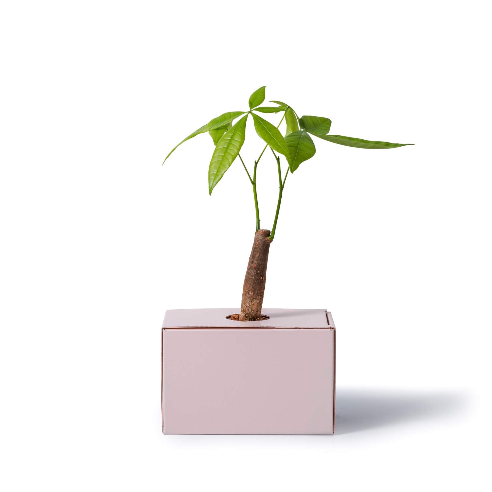 パキラ / 土不使用の観葉植物 / GREEN CUBE [001026]