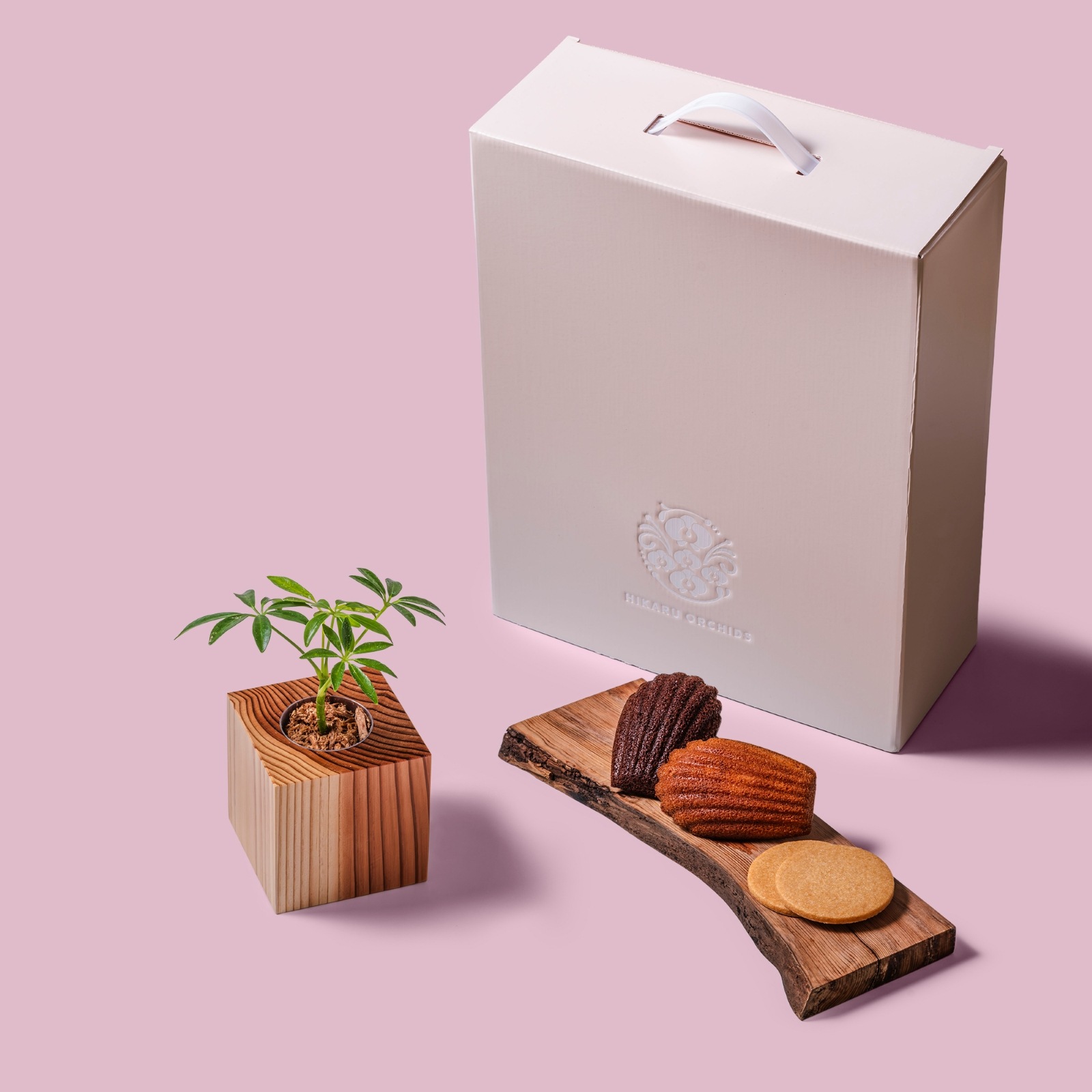 シェフレラ（カポック） / 土不使用の観葉植物 / Gallery SIGMA. 焼き菓子セット / GREEN CUBE SWEETS（グリーンキューブスイーツ） [002017]