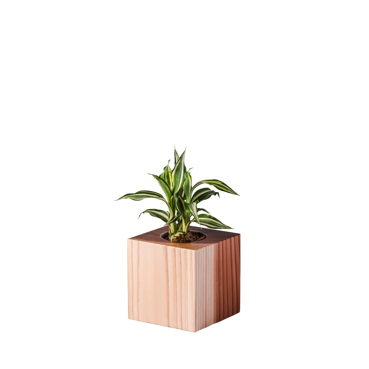 ドラセナ・サンデリアーナ・ビクトリー / 土不使用の観葉植物 / GREEN CUBE [001027]