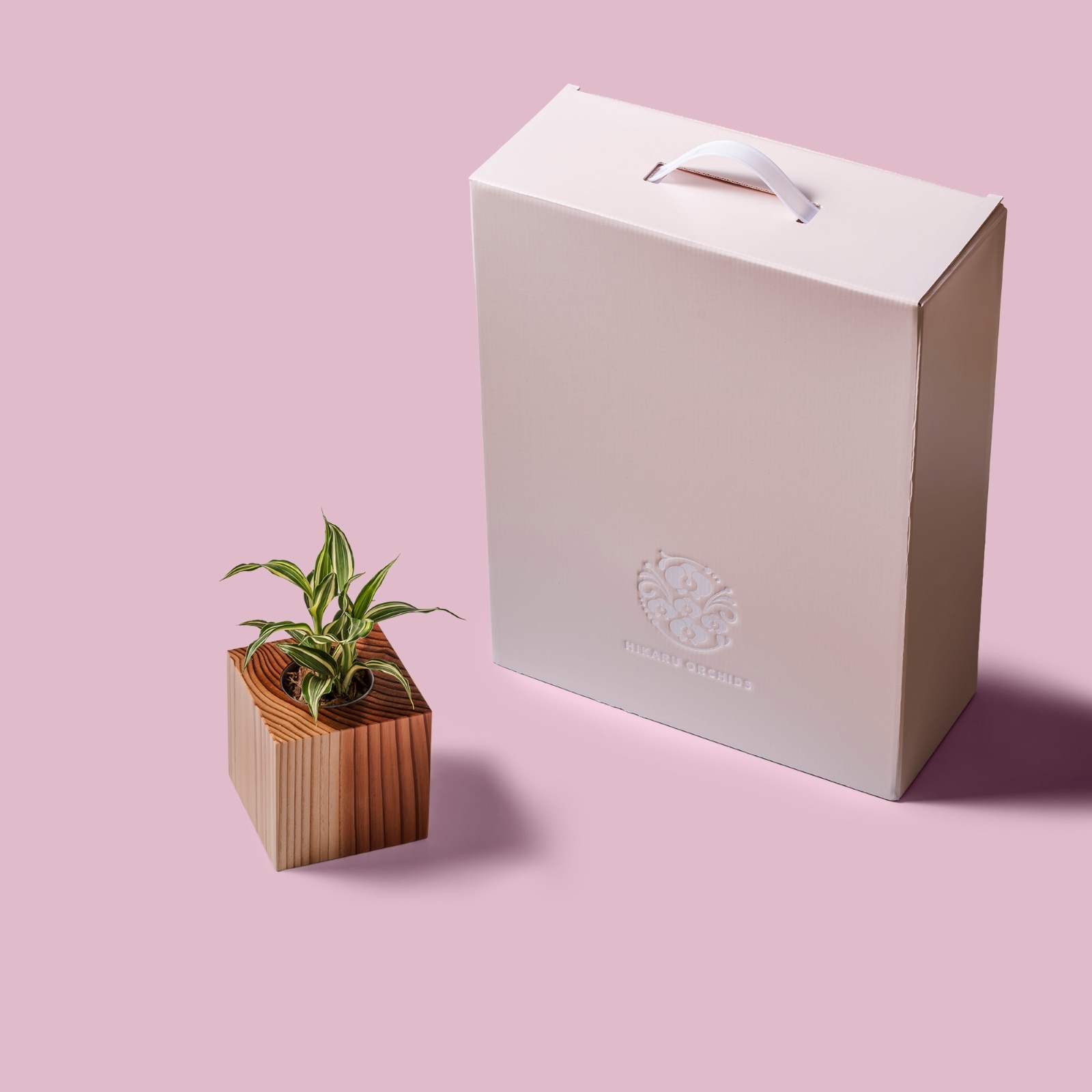 ドラセナ・サンデリアーナ・ビクトリー / 土不使用の観葉植物 / GREEN CUBE [001027]