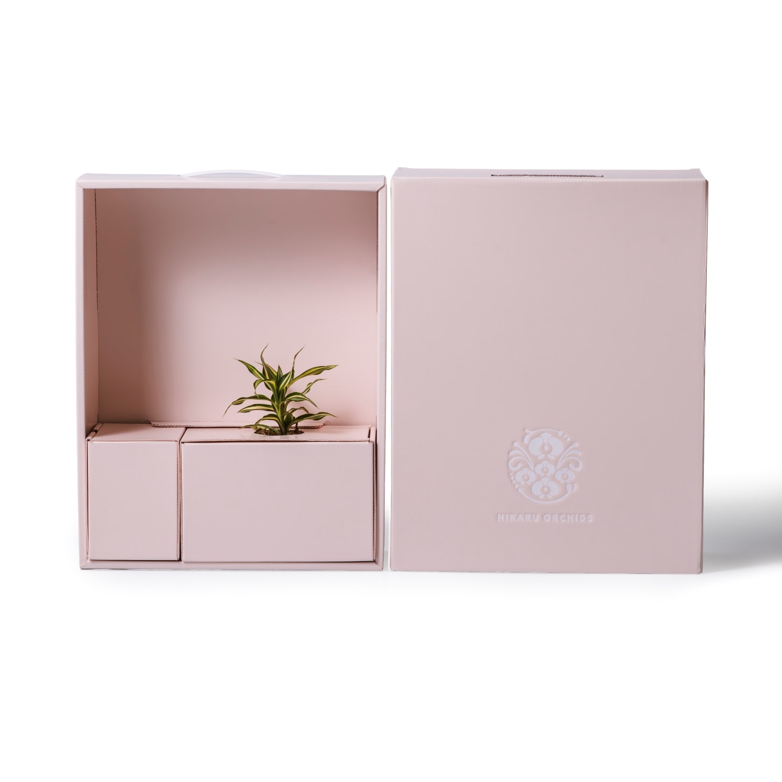 ドラセナ・サンデリアーナ・ビクトリー / 土不使用の観葉植物 / GREEN CUBE [001027]