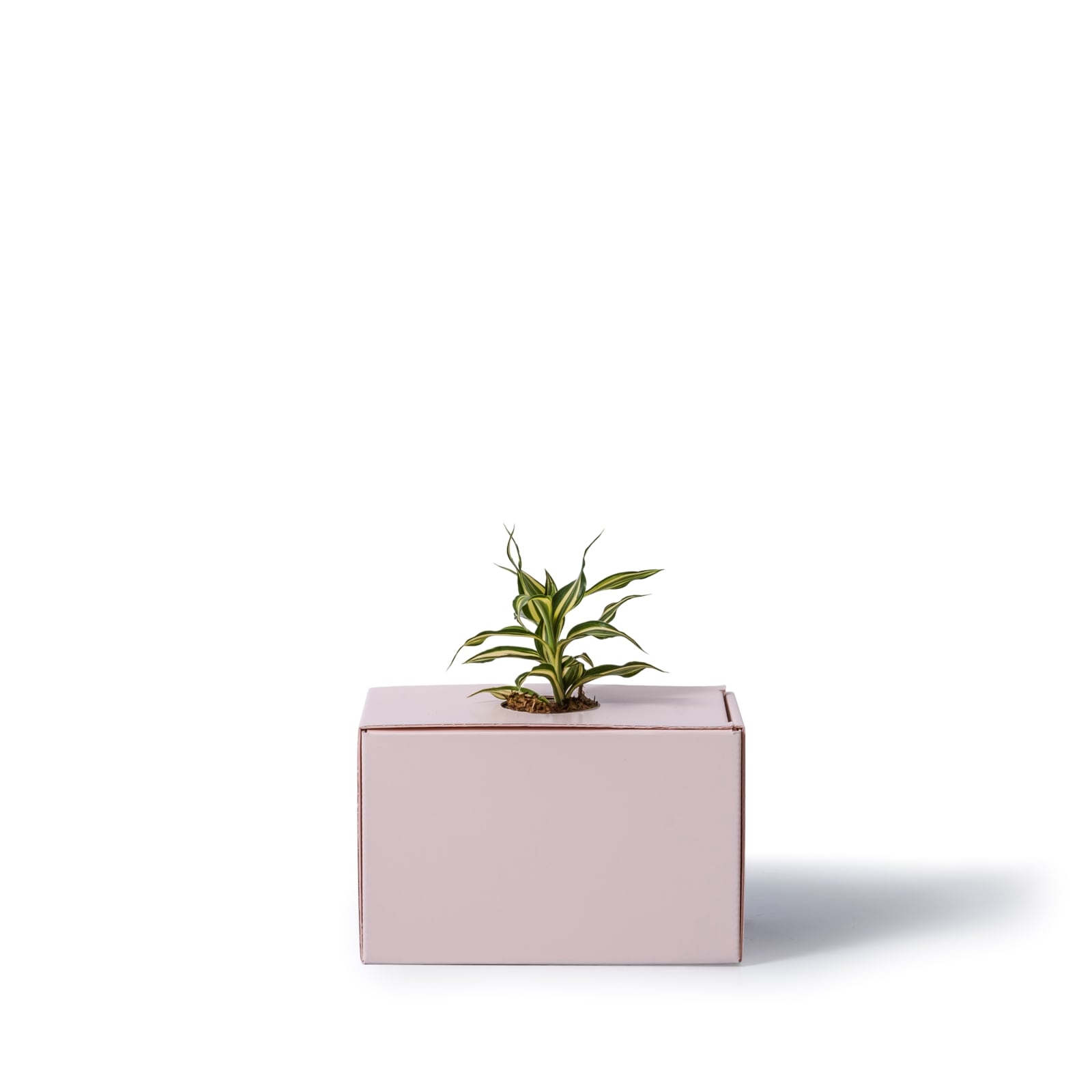 ドラセナ・サンデリアーナ・ビクトリー / 土不使用の観葉植物 / GREEN CUBE [001027]