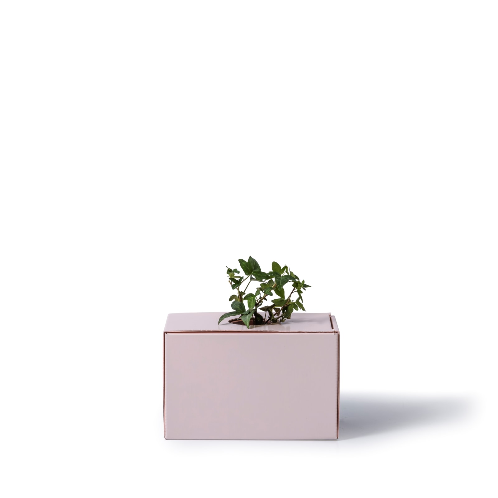 アイビー / 土不使用の観葉植物 / Gallery SIGMA. 焼き菓子セット / GREEN CUBE SWEETS（グリーンキューブスイーツ） [002018]
