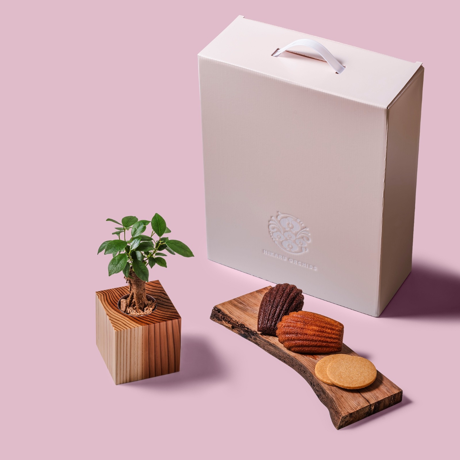 ガジュマル / 土不使用の観葉植物 / Gallery SIGMA. 焼き菓子セット / GREEN CUBE SWEETS（グリーンキューブスイーツ） [002019]