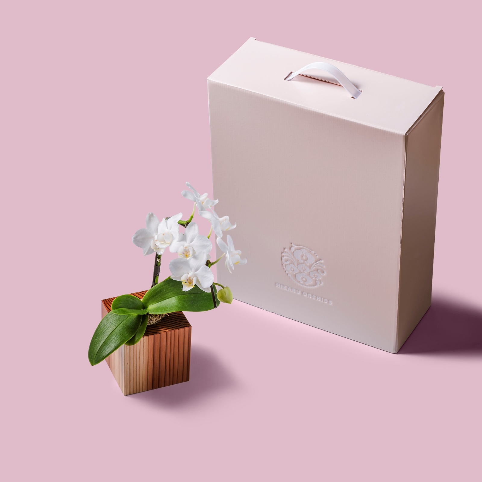 白 小輪 胡蝶蘭 / ORCHID CUBE（オーキッドキューブ）[003701]