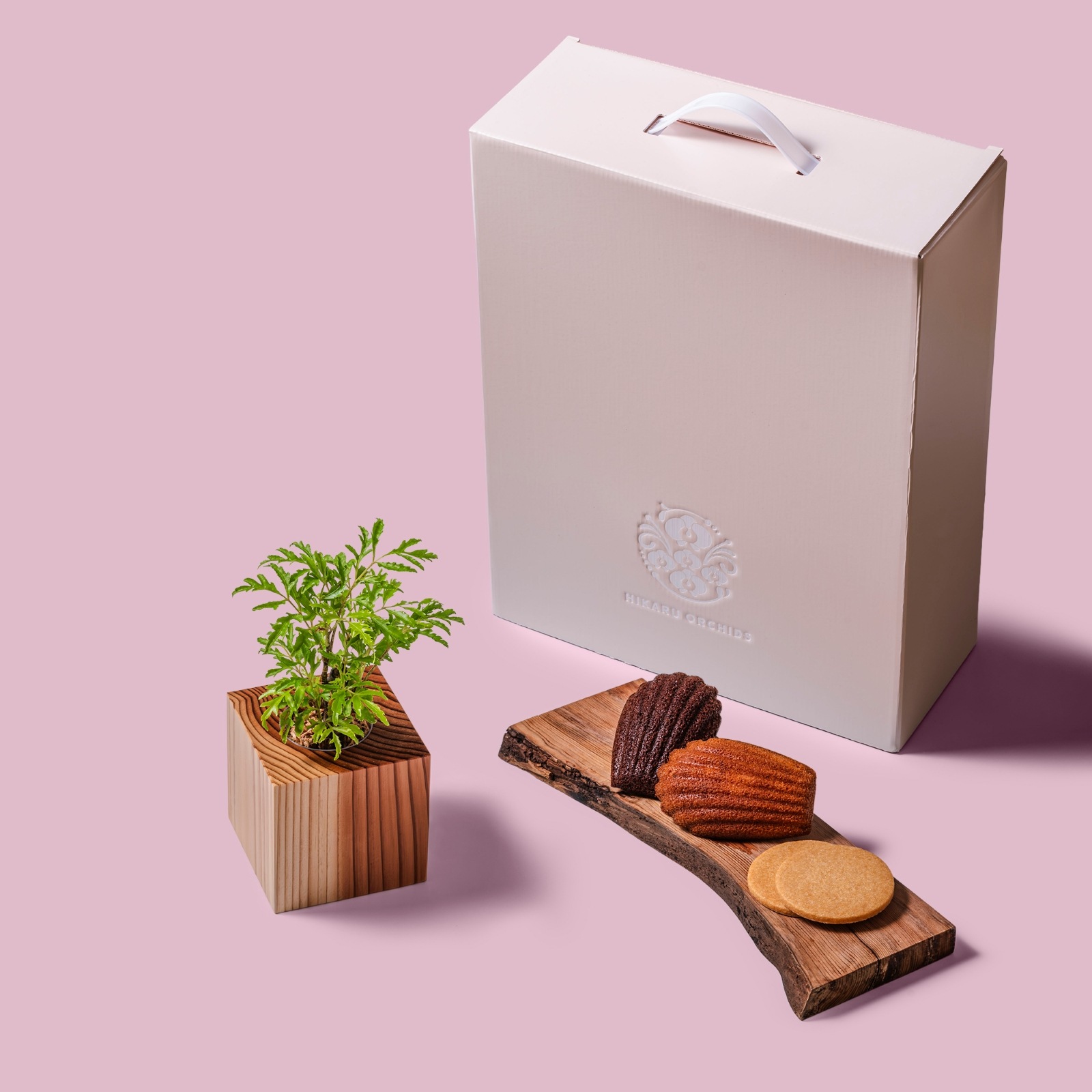 ポリシャス・フルティコサ（タイワンモミジ） / 土不使用の観葉植物 / Gallery SIGMA. 焼き菓子セット / GREEN CUBE SWEETS（グリーンキューブスイーツ） [002001]