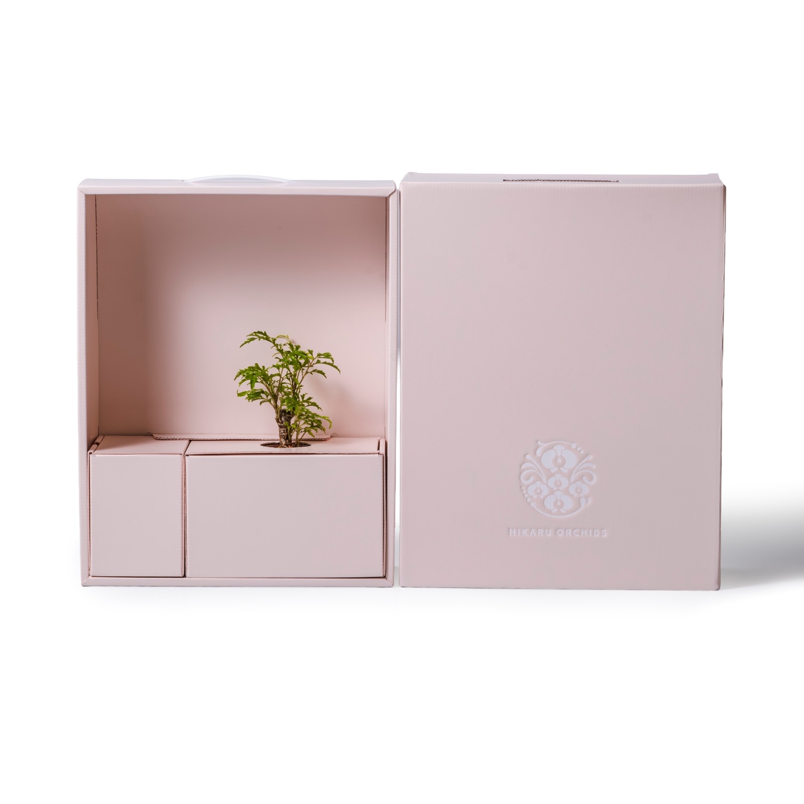 ポリシャス・フルティコサ（タイワンモミジ） / 土不使用の観葉植物 / Gallery SIGMA. 焼き菓子セット / GREEN CUBE SWEETS（グリーンキューブスイーツ） [002001]
